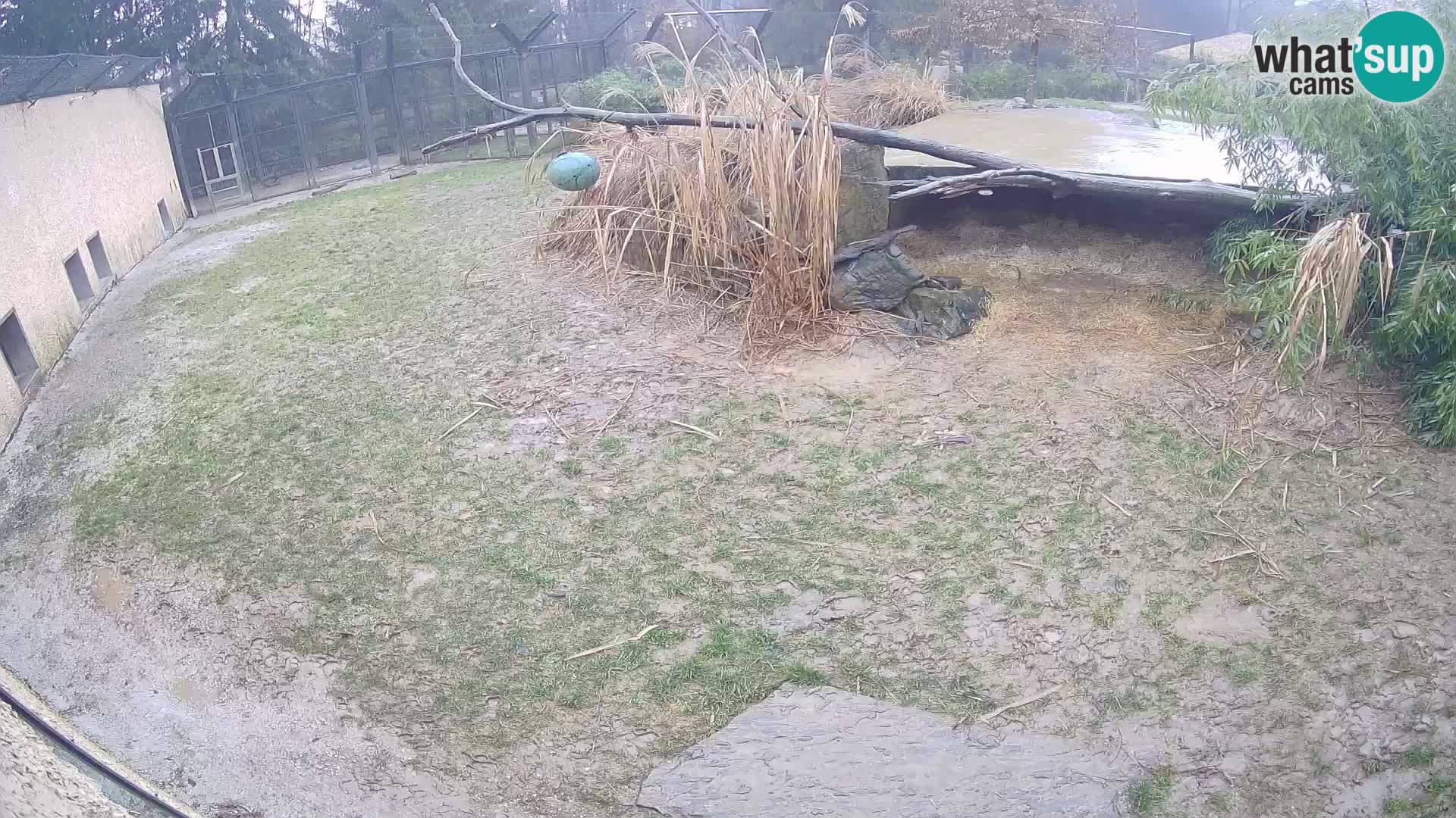 Löwe live Webcam im Zoo von Ljubljana – Slowenien