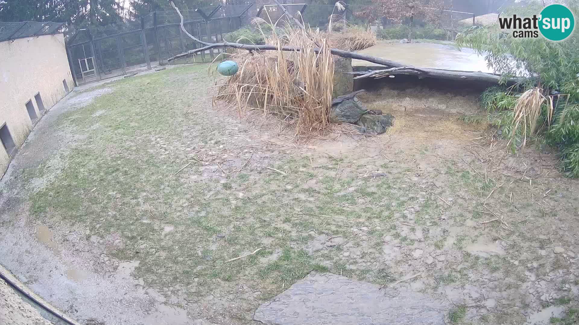 LEONE live Webcam nello zoo di Lubiana – Slovenia