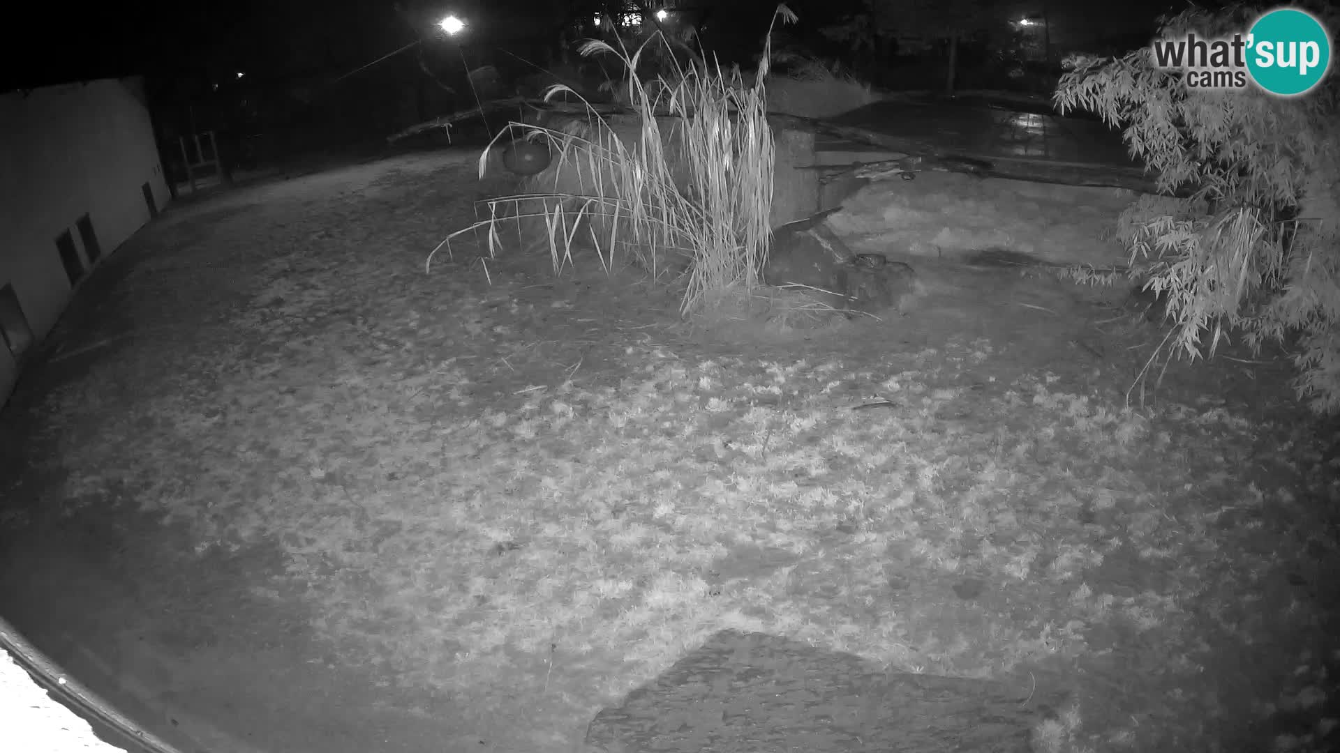 LEONE live Webcam nello zoo di Lubiana – Slovenia