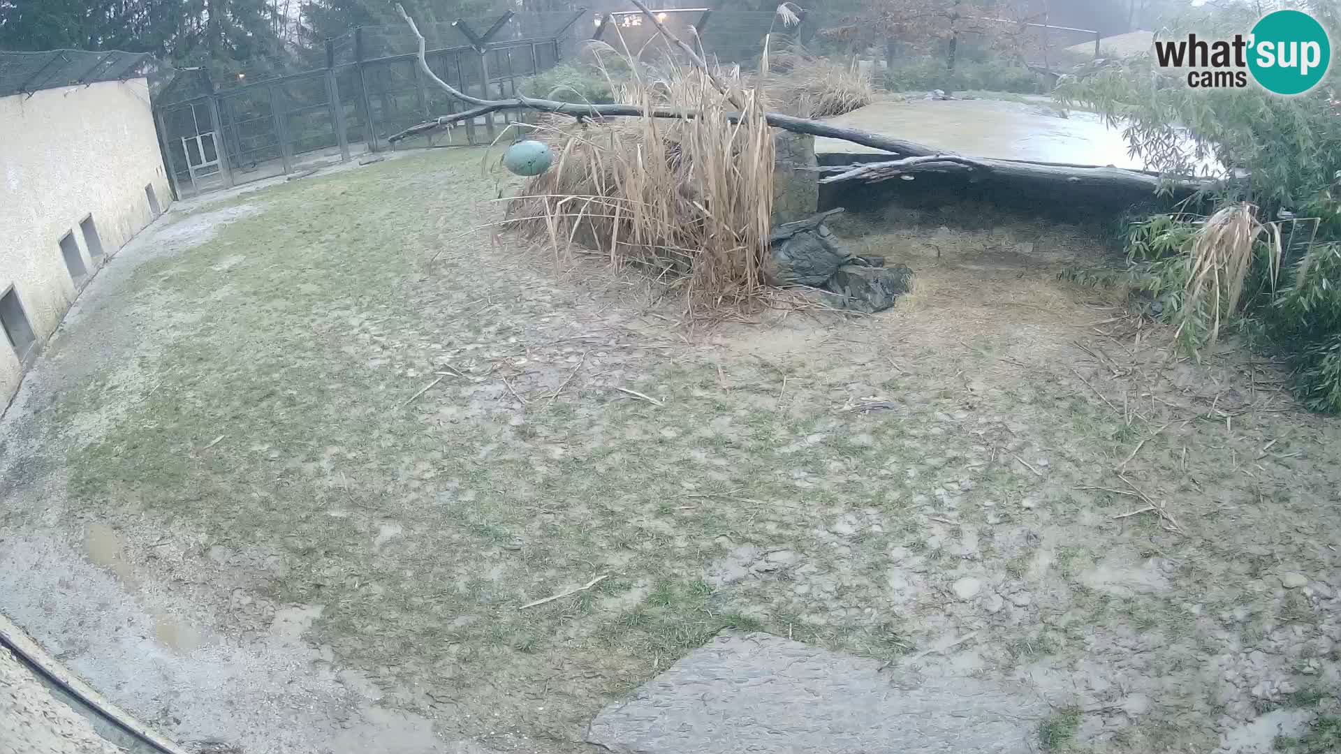 LION webcam en direct du zoo de Ljubljana – Slovénie