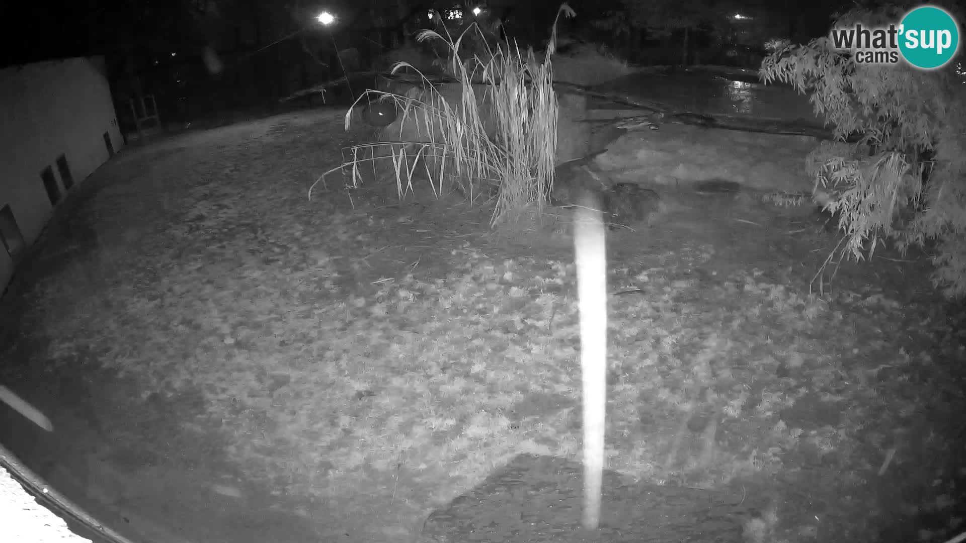 LEON Webcam en vivo en Ljubljana Zoo – Eslovenia