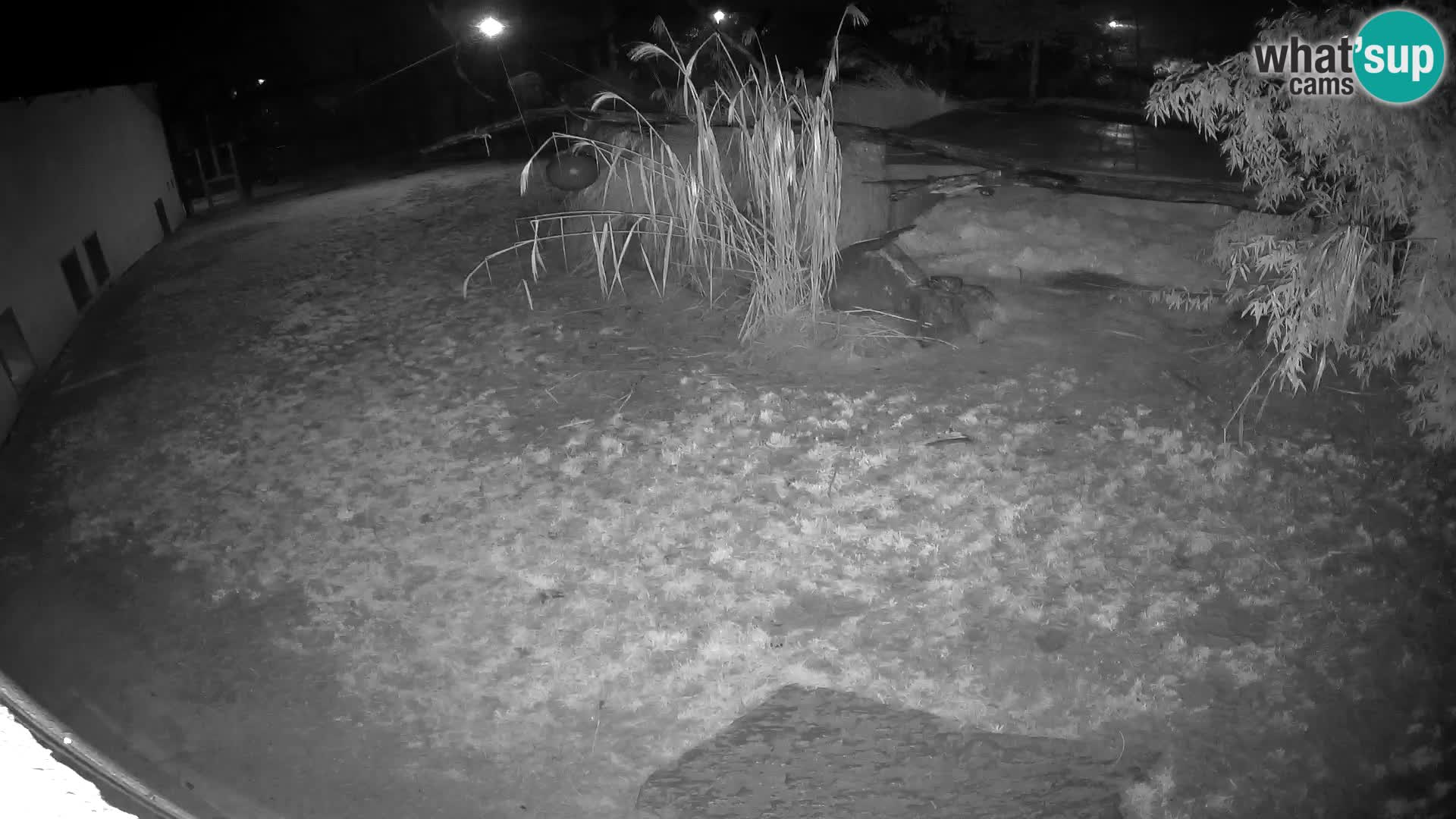 LEON Webcam en vivo en Ljubljana Zoo – Eslovenia