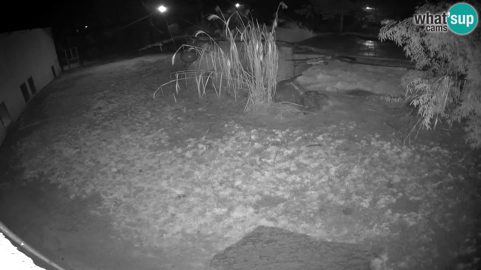 LEONE live Webcam nello zoo di Lubiana – Slovenia