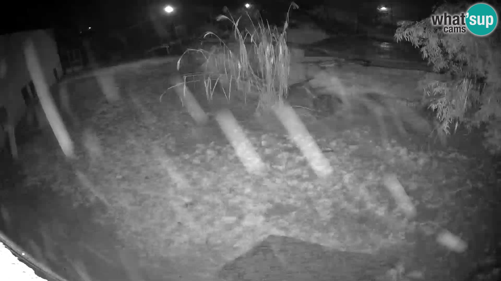 LEVI spletna kamera v živalskem vrtu Ljubljana Zoo