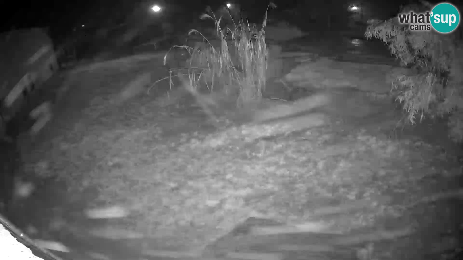 LION webcam en direct du zoo de Ljubljana – Slovénie