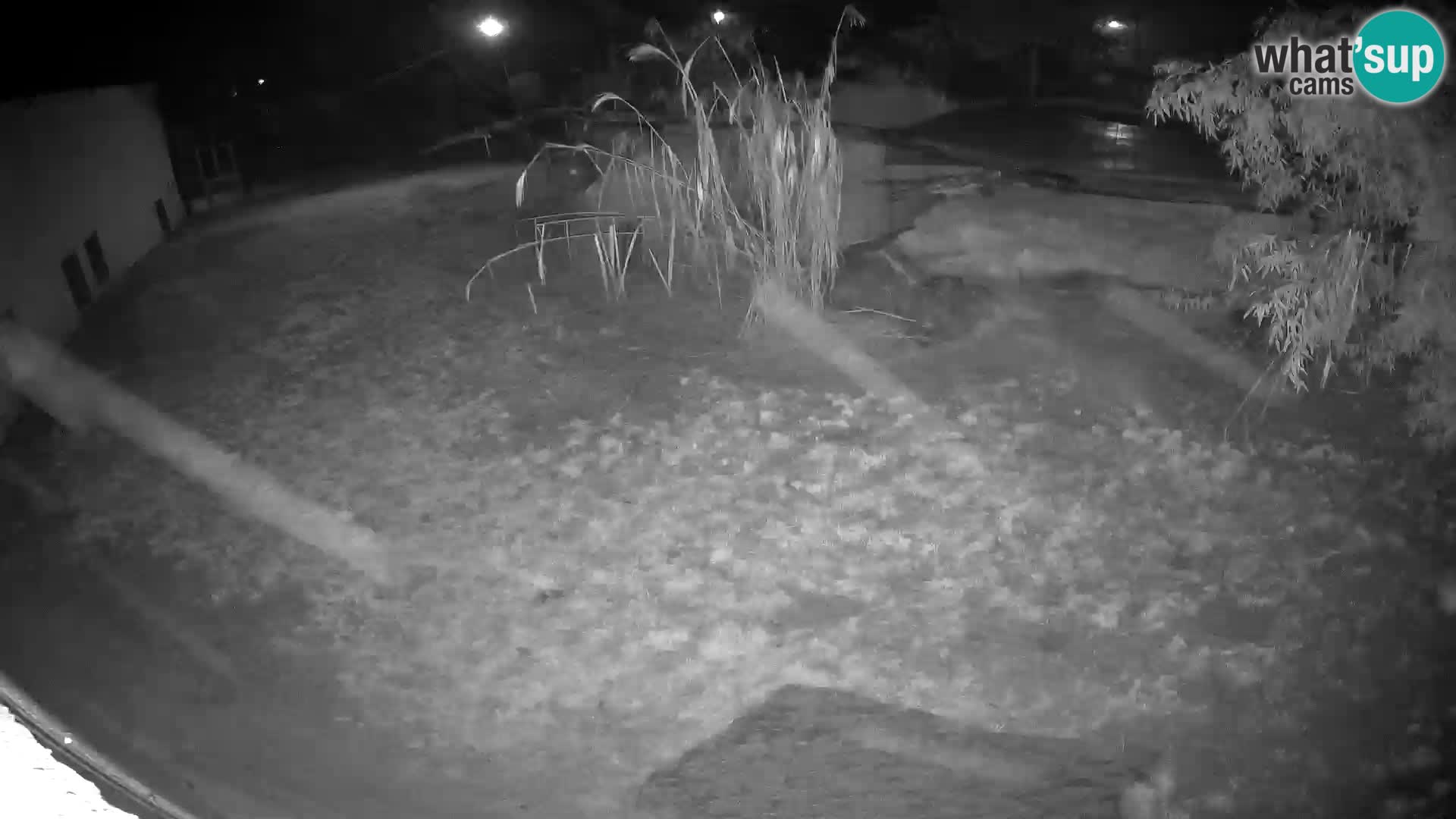 LION live Webcam in Ljubljana Zoo – Slovenia