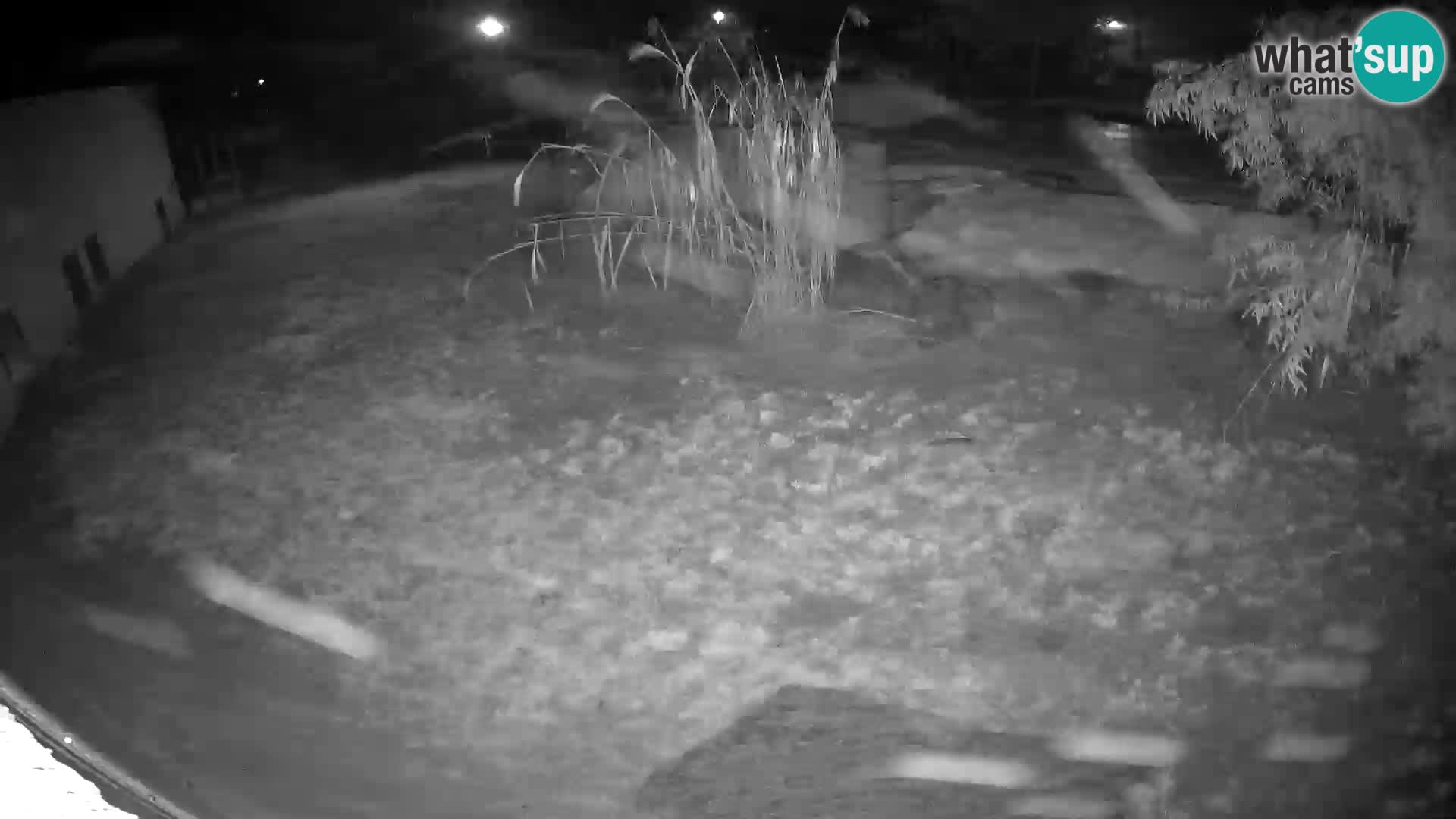 Löwe live Webcam im Zoo von Ljubljana – Slowenien