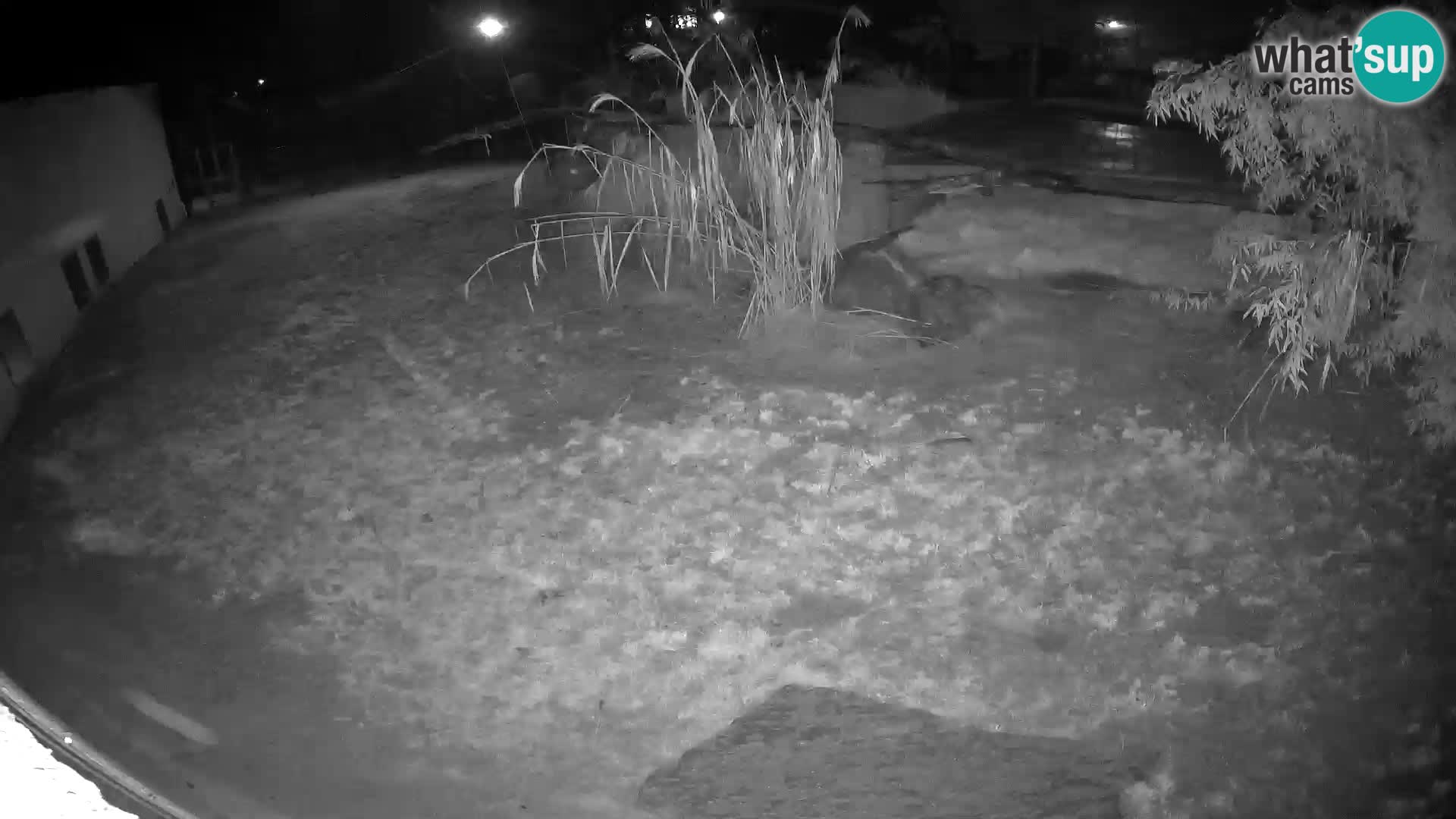 LION live Webcam in Ljubljana Zoo – Slovenia