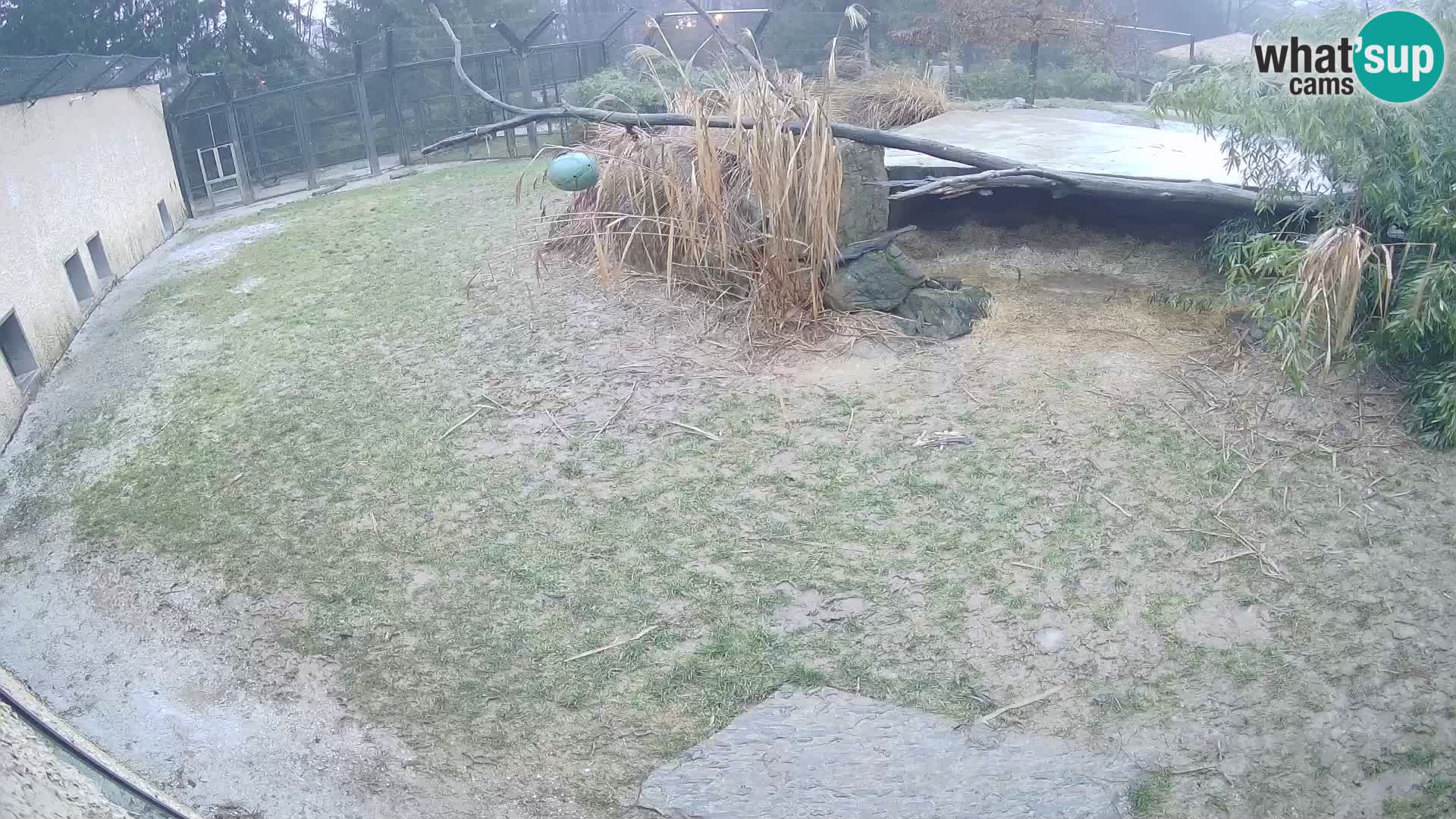 Löwe live Webcam im Zoo von Ljubljana – Slowenien