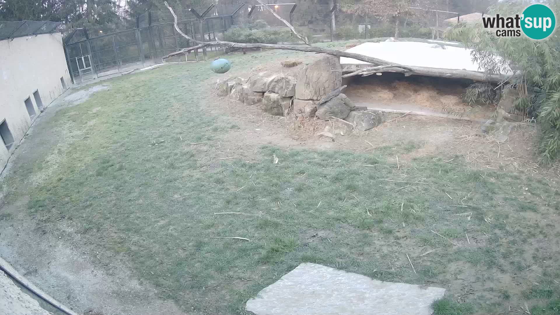 LION live Webcam in Ljubljana Zoo – Slovenia