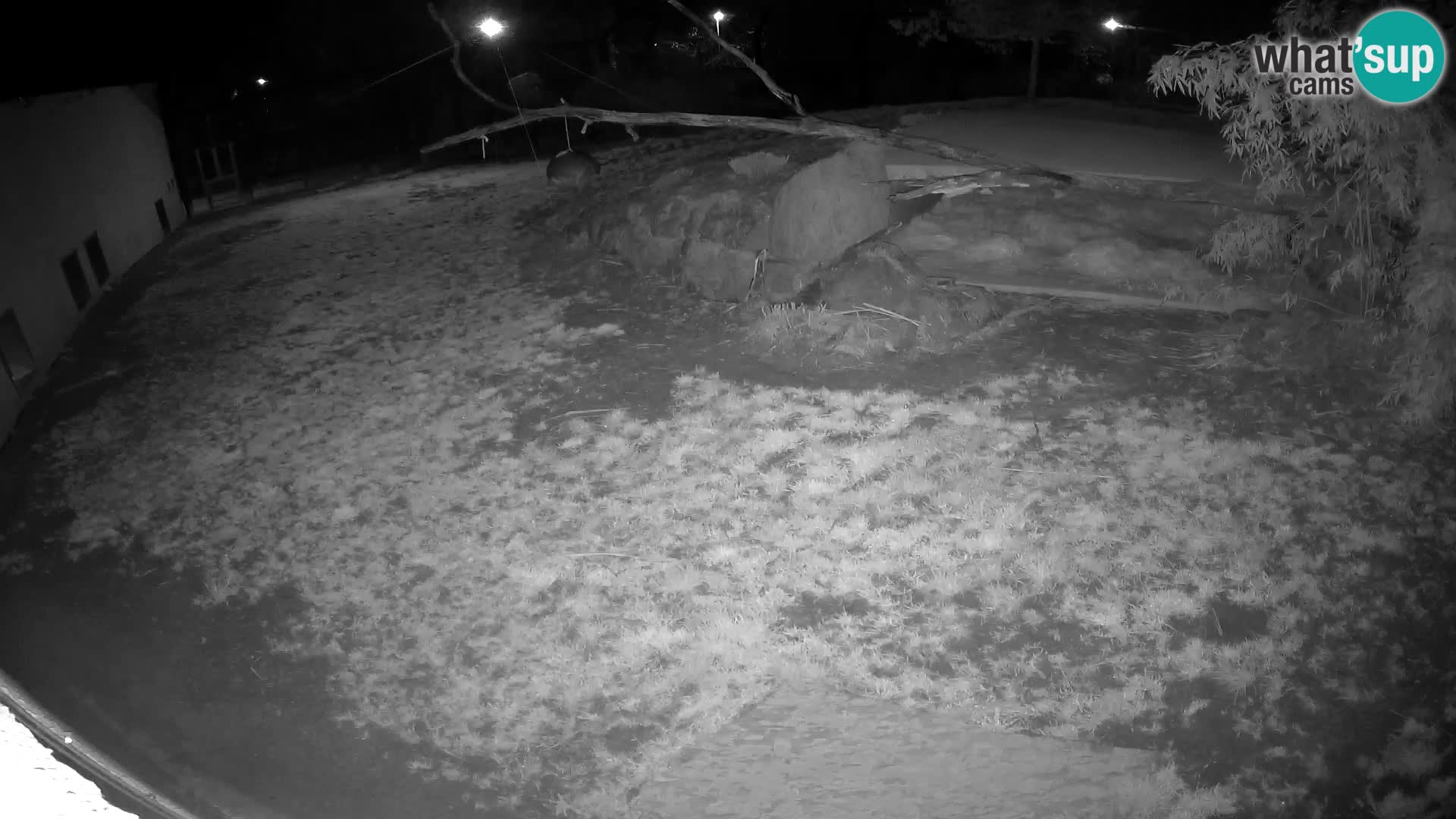 LEONE live Webcam nello zoo di Lubiana – Slovenia