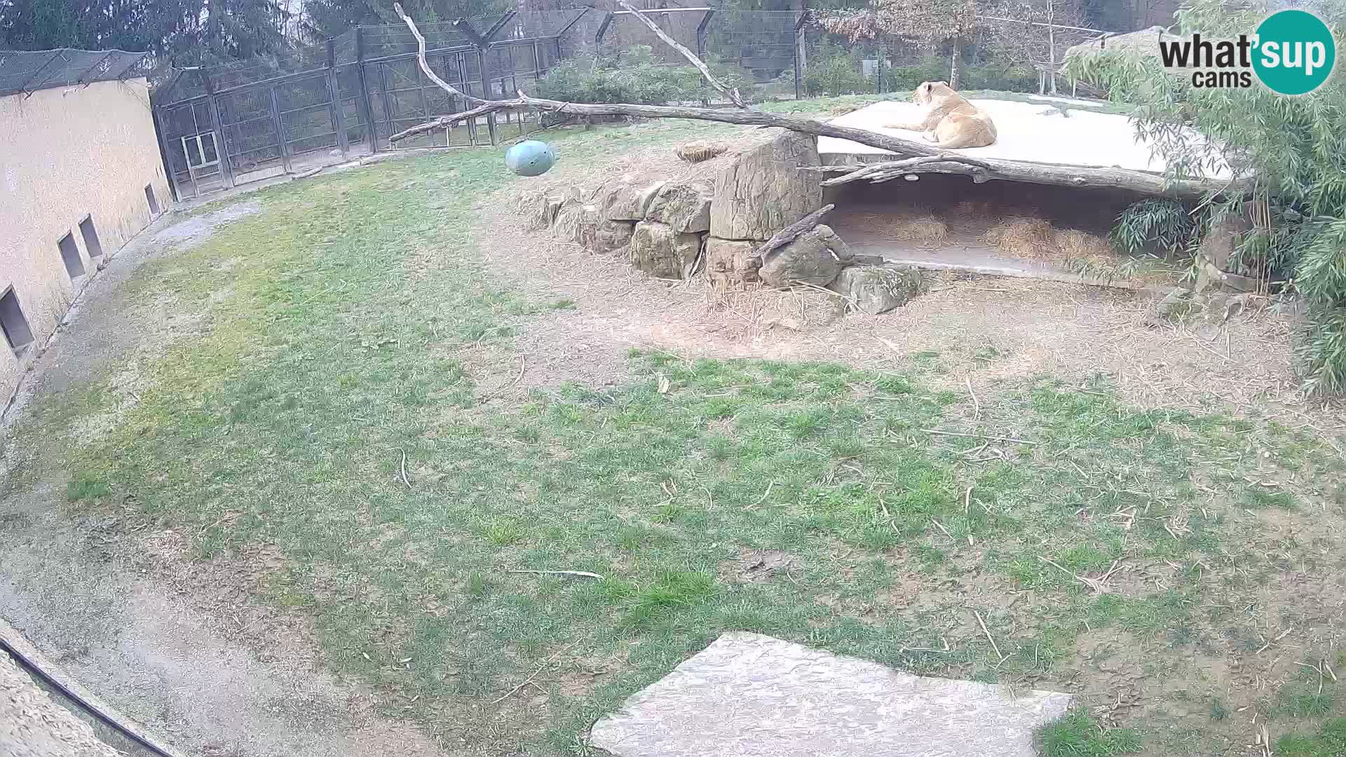 Lavovi web kamera uživo u ljubljanskom zoološkom vrtu – Slovenija