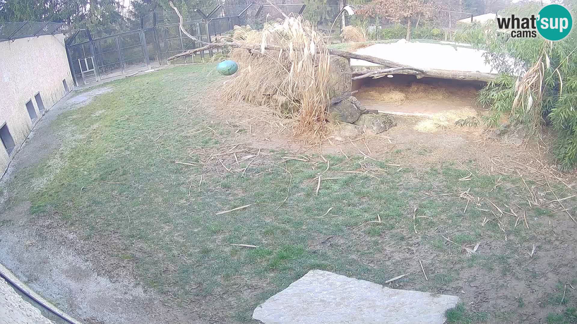 LEONE live Webcam nello zoo di Lubiana – Slovenia