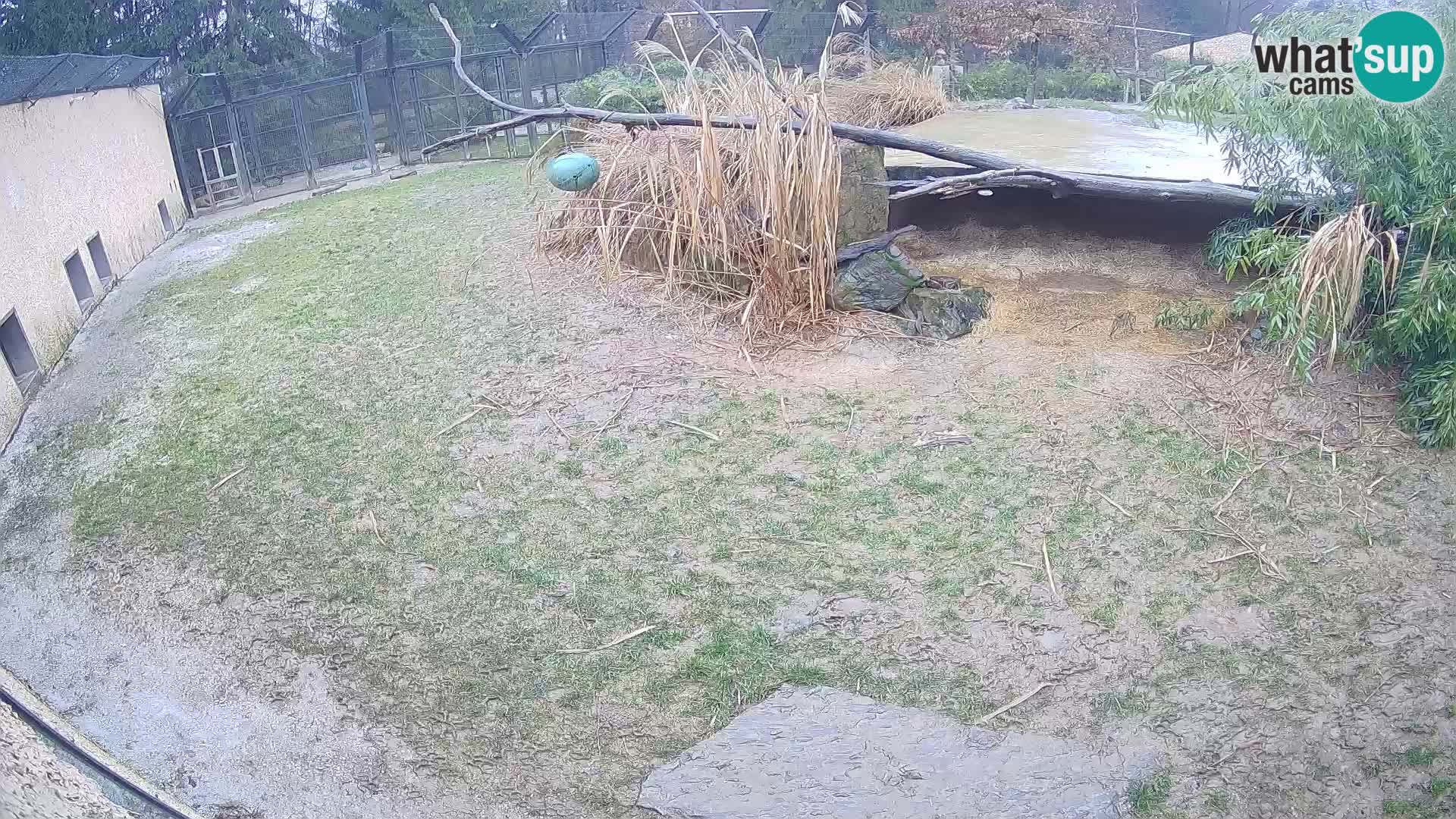 LEONE live Webcam nello zoo di Lubiana – Slovenia