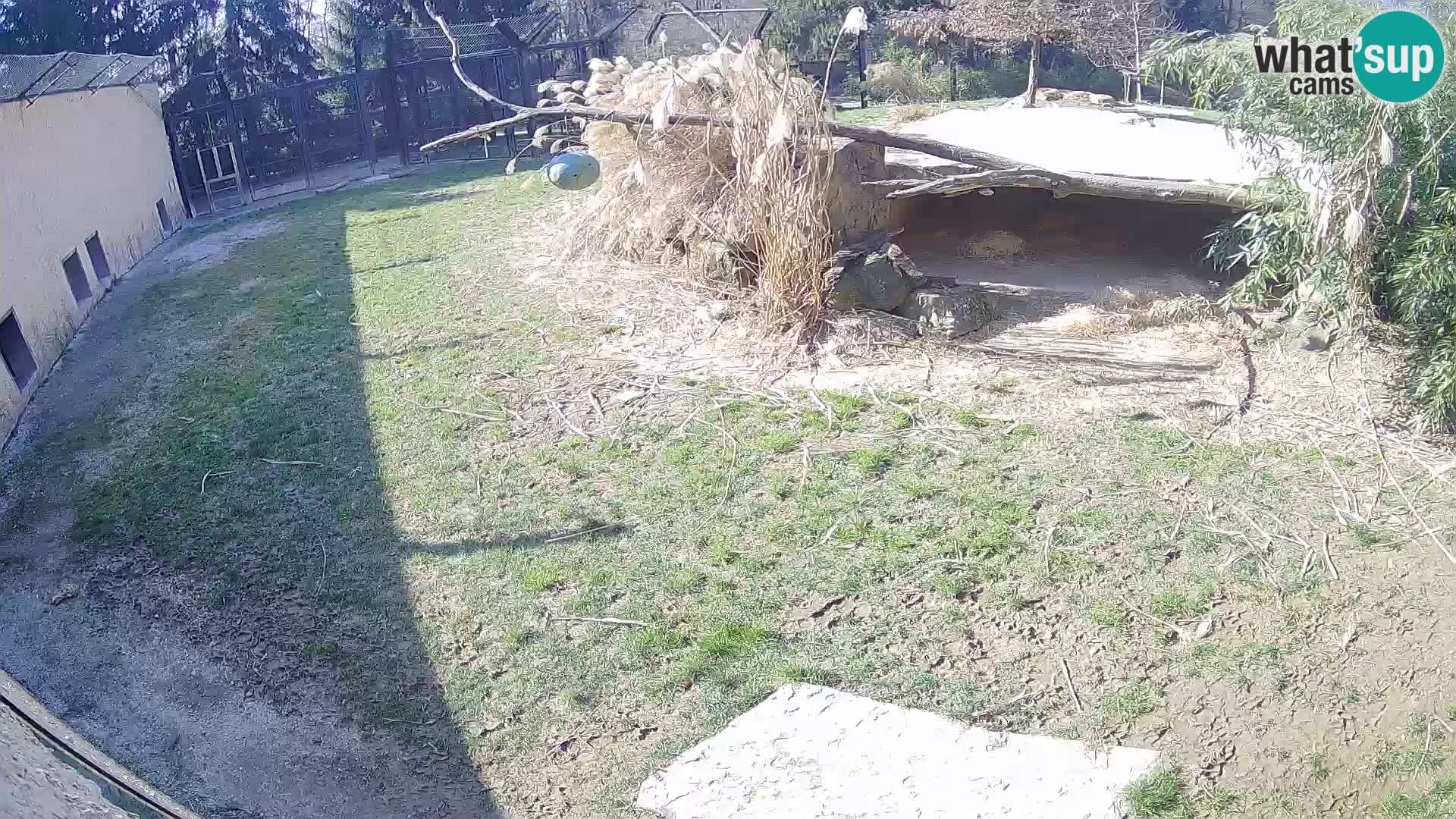 LION live Webcam in Ljubljana Zoo – Slovenia