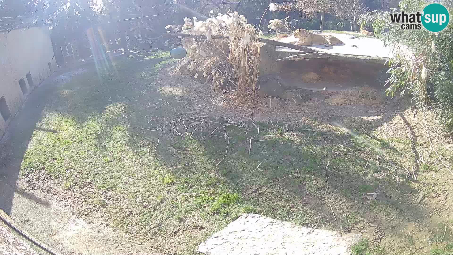 LEVI spletna kamera v živalskem vrtu Ljubljana Zoo