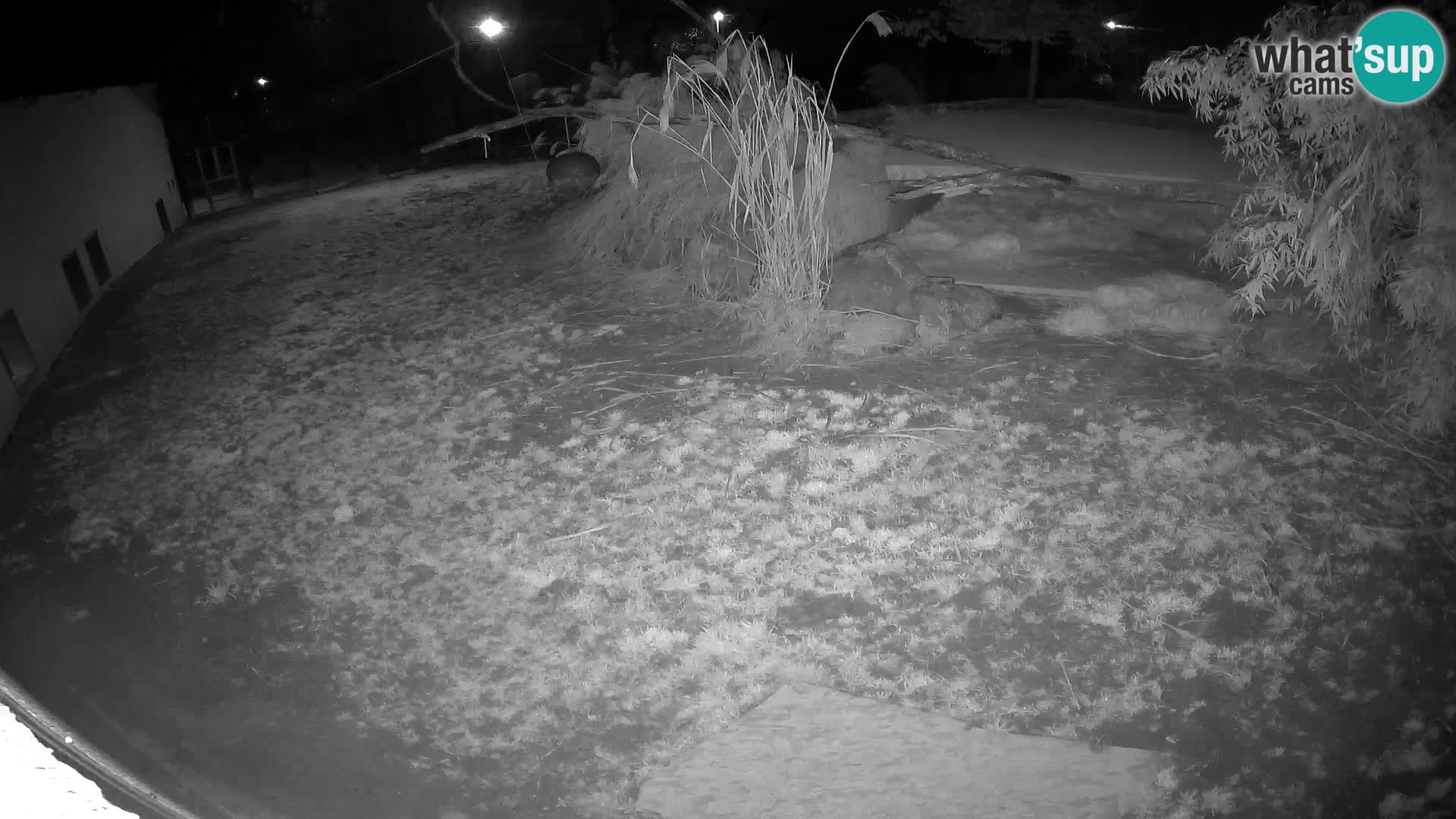 LION live Webcam in Ljubljana Zoo – Slovenia