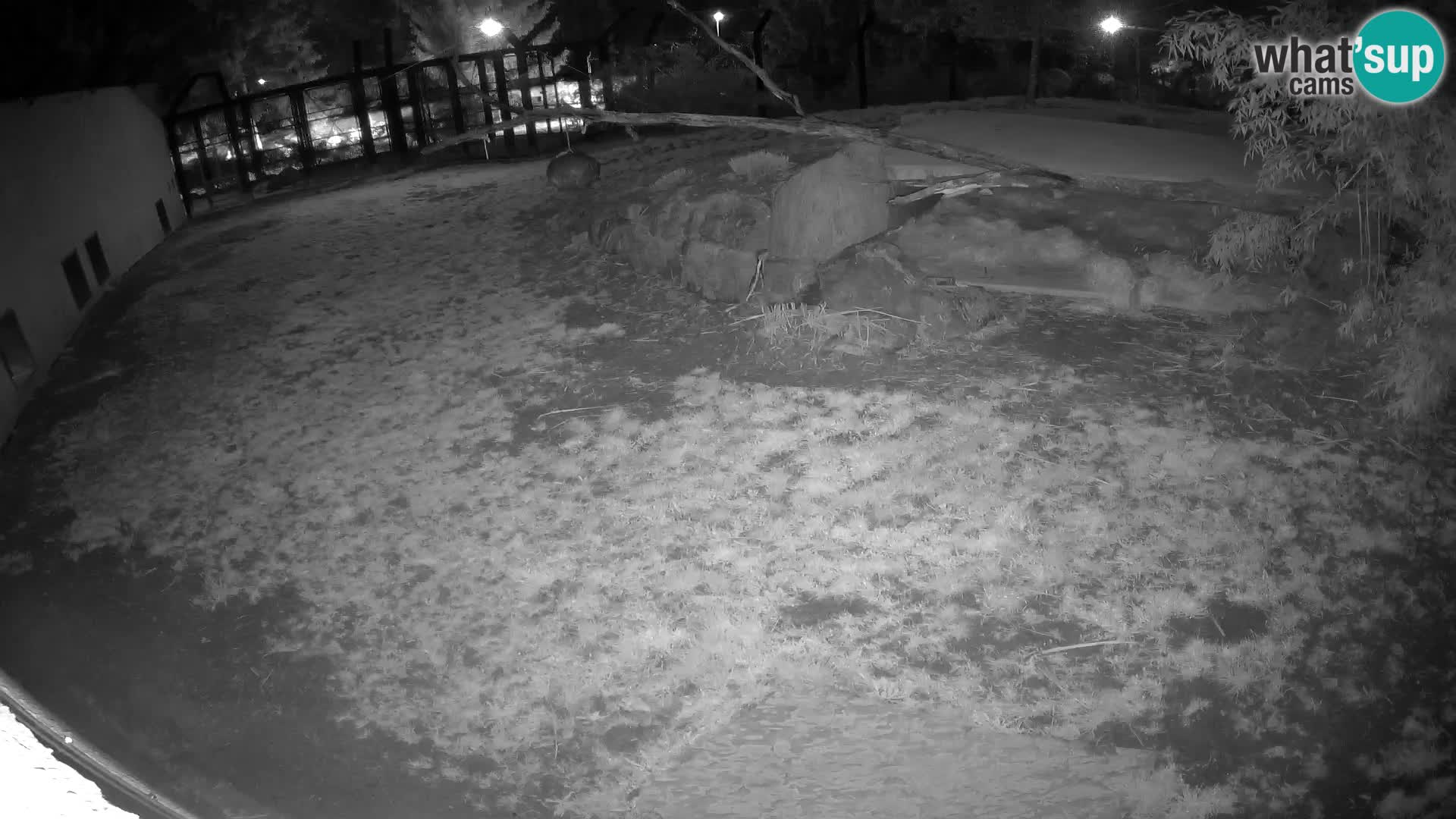 LION webcam en direct du zoo de Ljubljana – Slovénie