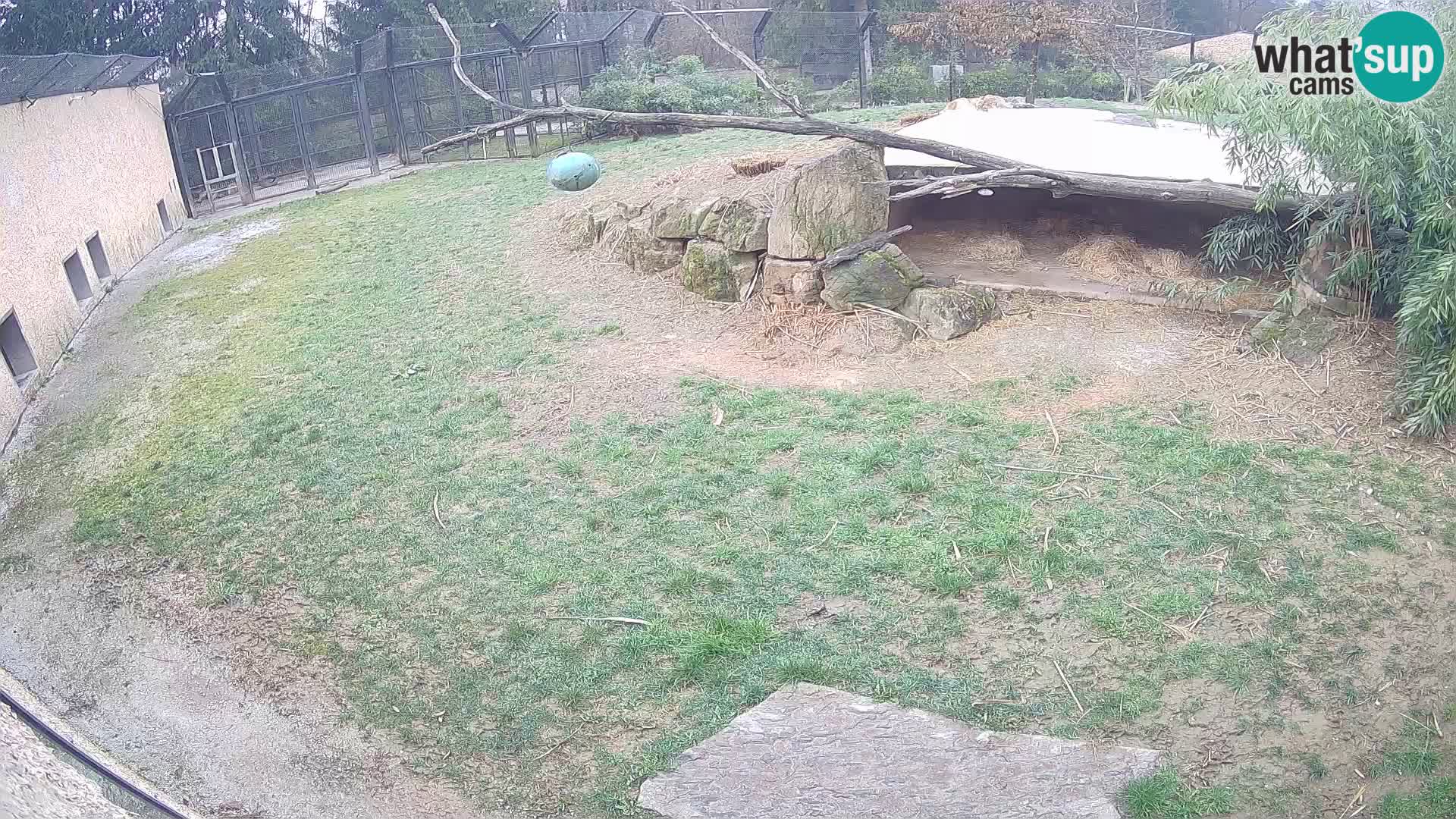 LION webcam en direct du zoo de Ljubljana – Slovénie