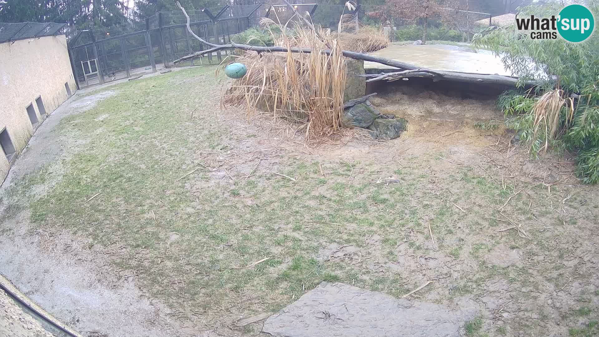 LION live Webcam in Ljubljana Zoo – Slovenia