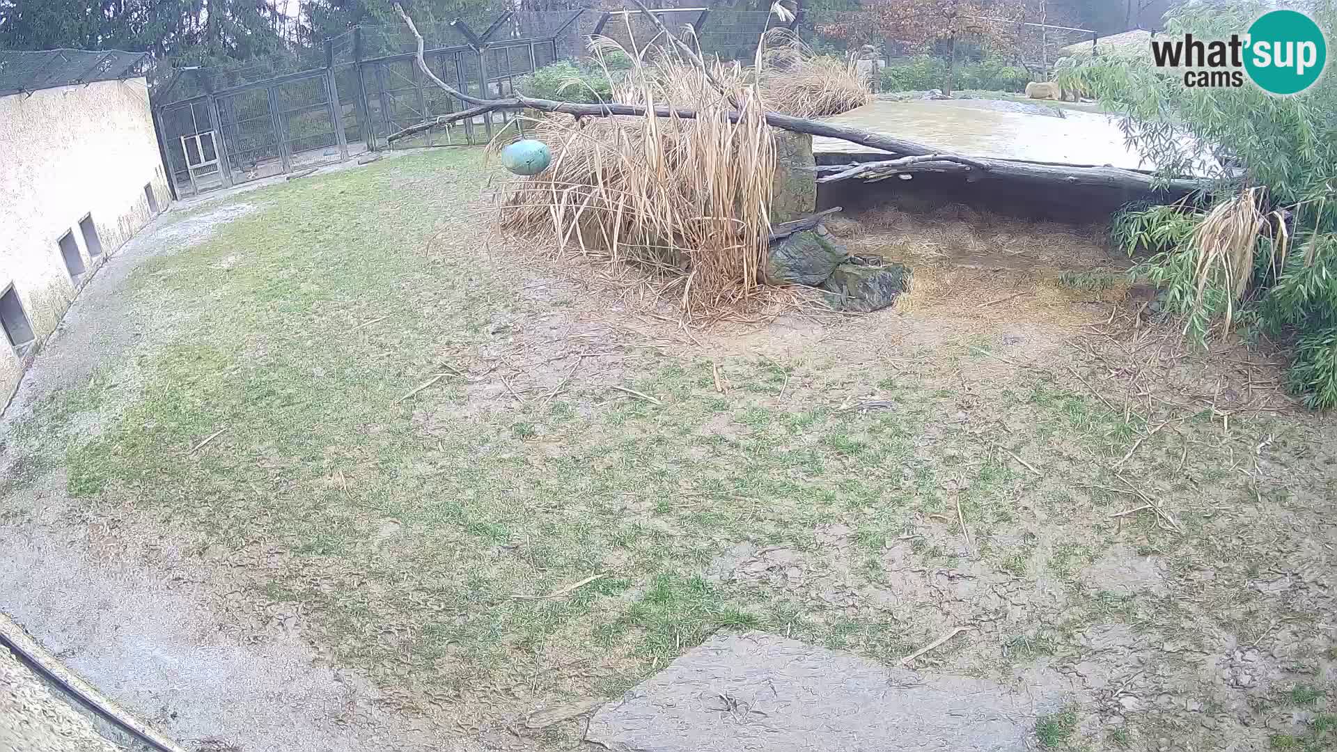 Lavovi web kamera uživo u ljubljanskom zoološkom vrtu – Slovenija