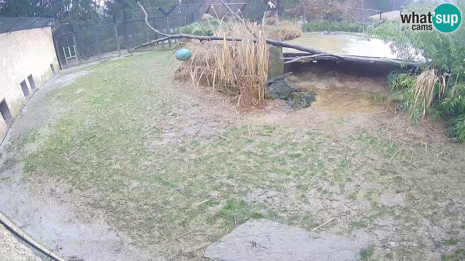 LEONE live Webcam nello zoo di Lubiana – Slovenia