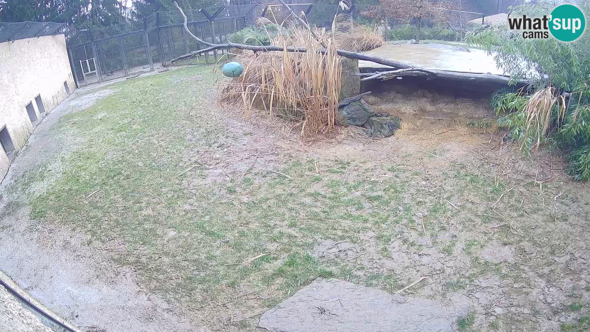 LEONE live Webcam nello zoo di Lubiana – Slovenia