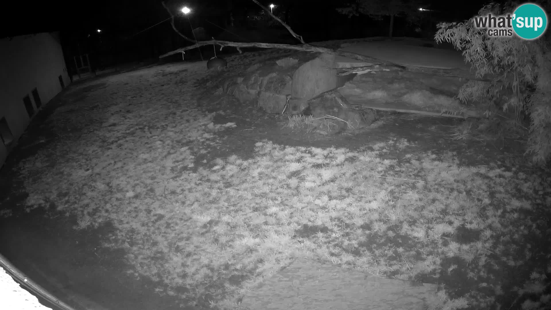 LION live Webcam in Ljubljana Zoo – Slovenia