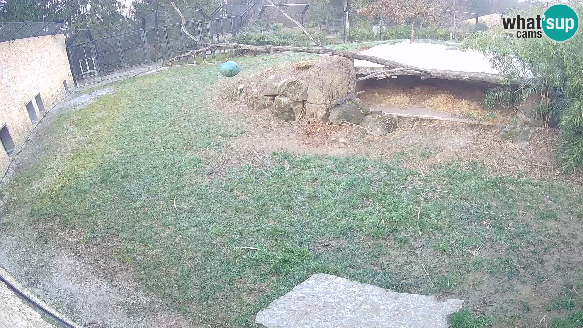 LEON Webcam en vivo en Ljubljana Zoo – Eslovenia