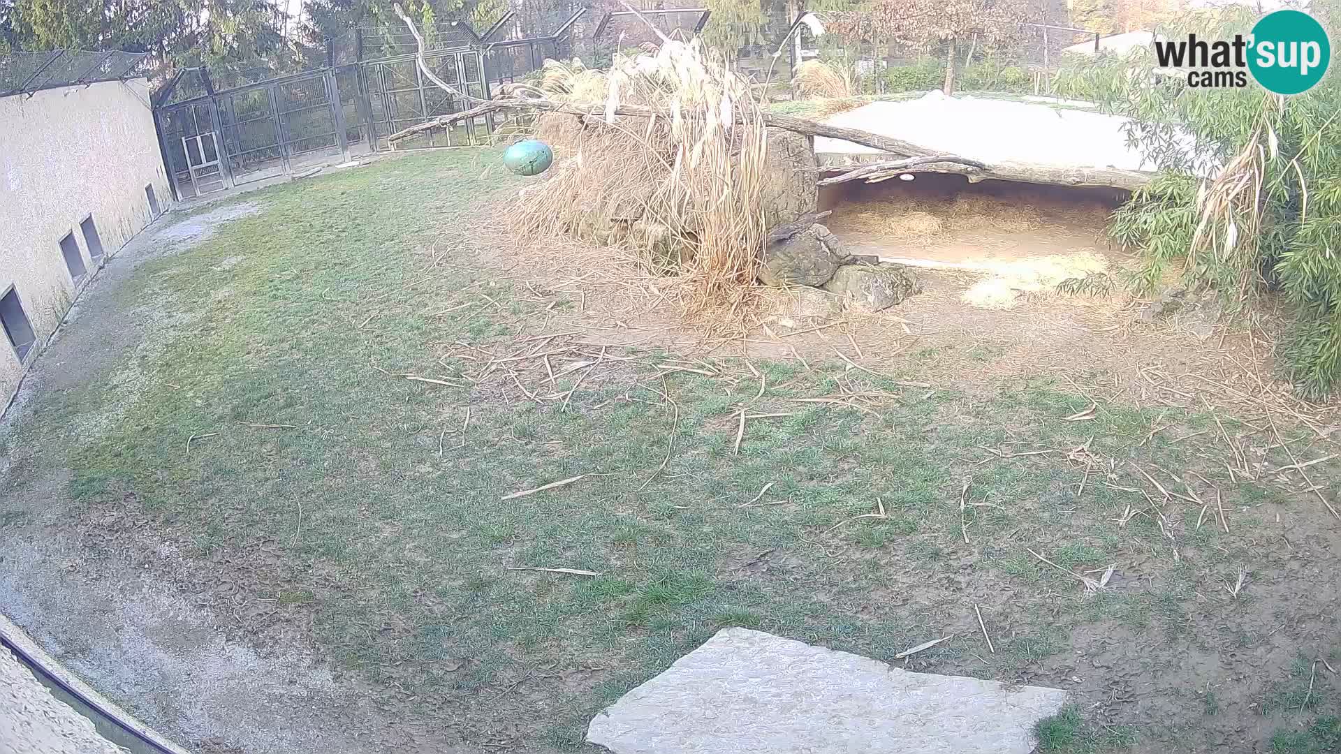 LEON Webcam en vivo en Ljubljana Zoo – Eslovenia