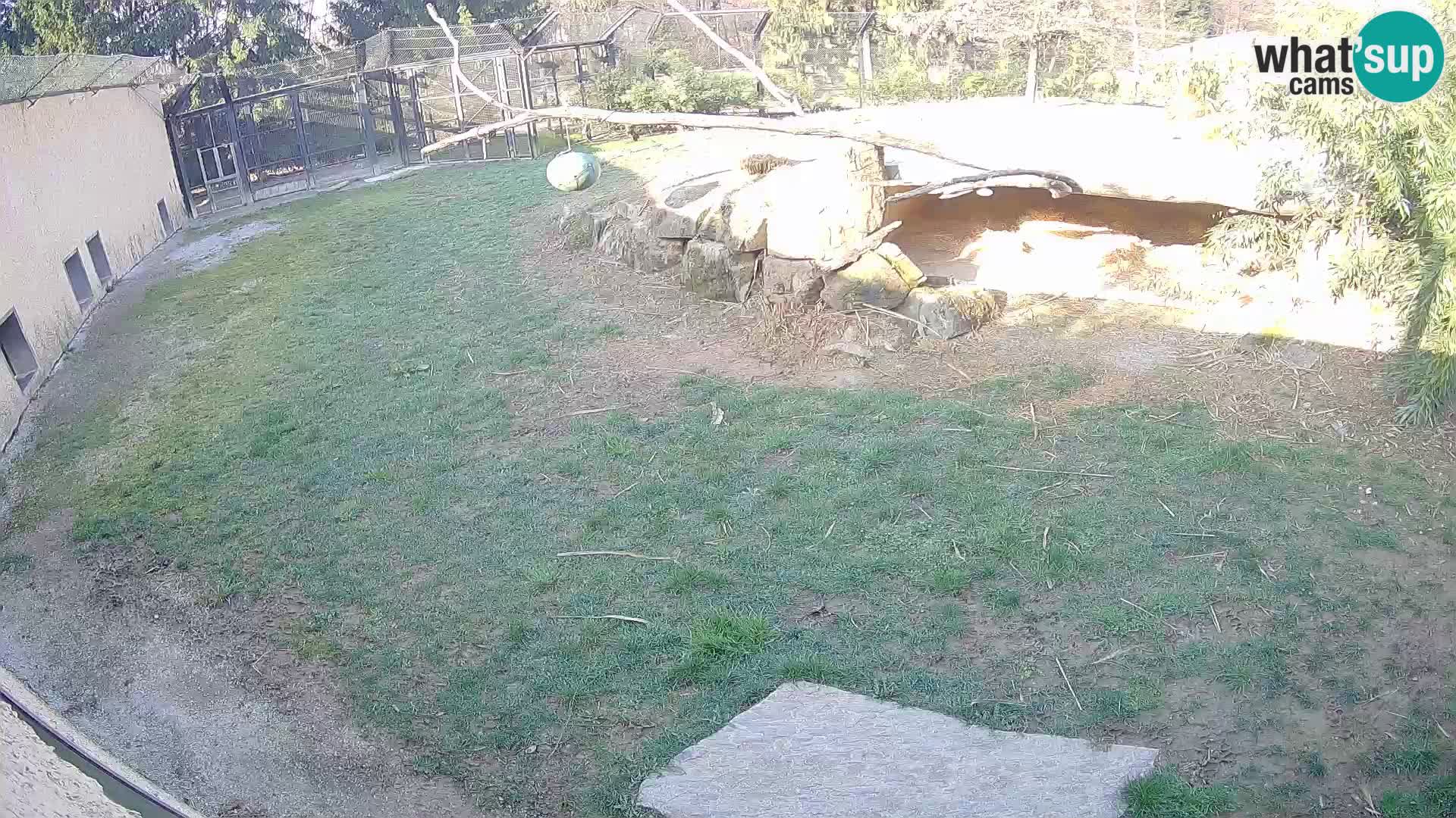 LEON Webcam en vivo en Ljubljana Zoo – Eslovenia