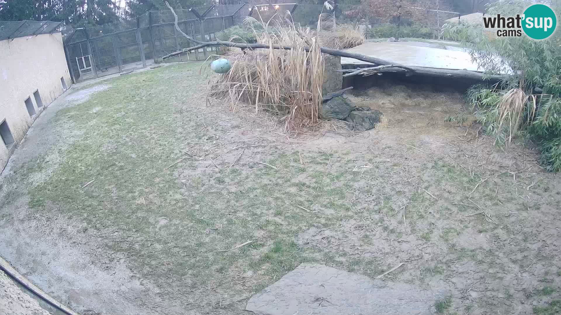 LEONE live Webcam nello zoo di Lubiana – Slovenia