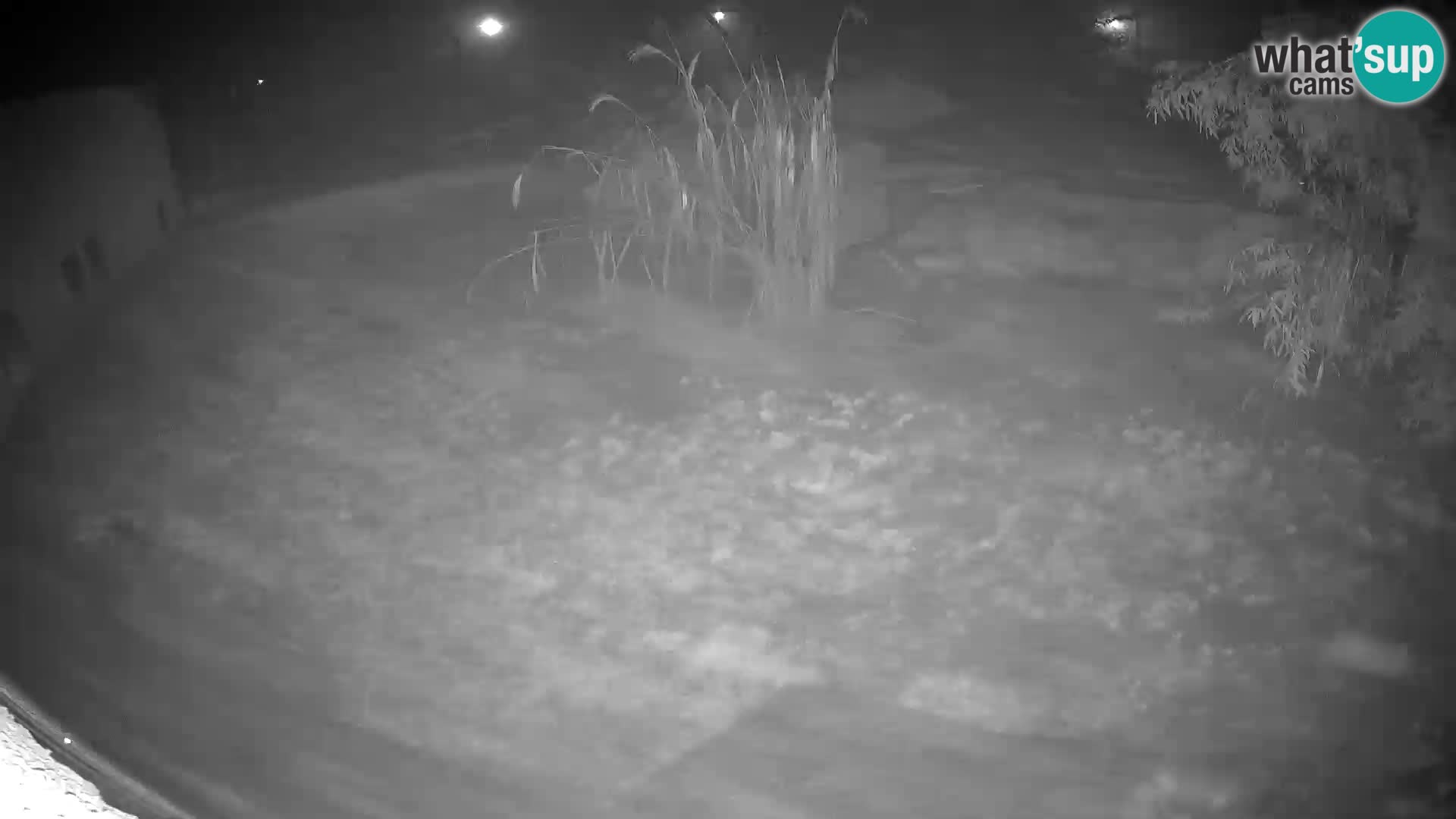 Lavovi web kamera uživo u ljubljanskom zoološkom vrtu – Slovenija