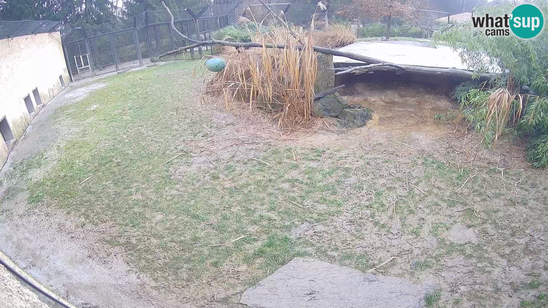LEON Webcam en vivo en Ljubljana Zoo – Eslovenia