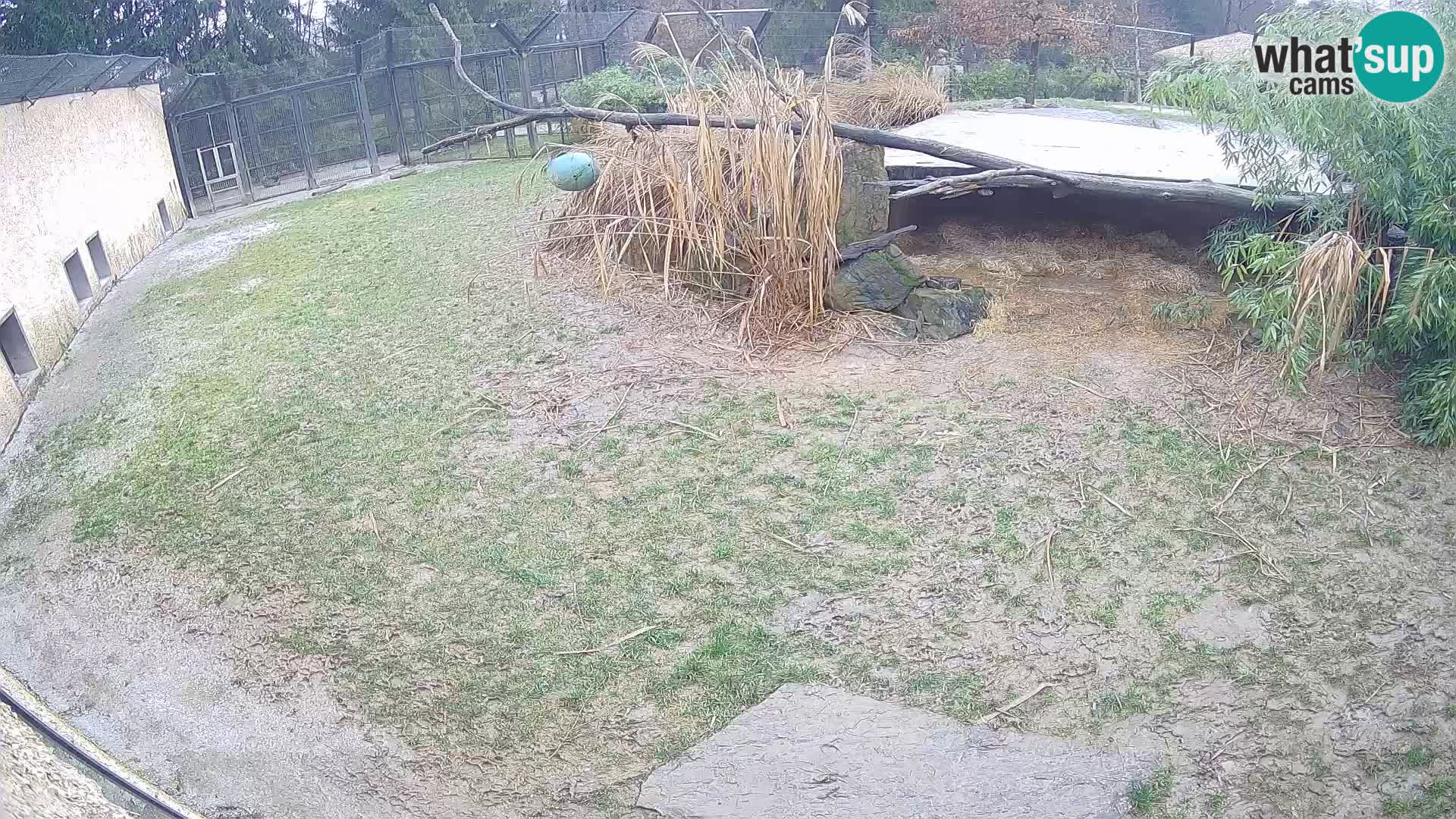 LION live Webcam in Ljubljana Zoo – Slovenia