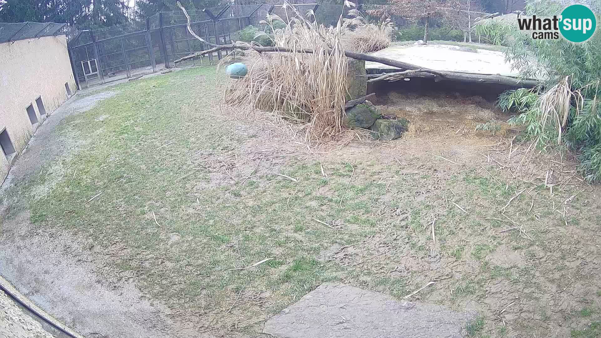 Löwe live Webcam im Zoo von Ljubljana – Slowenien