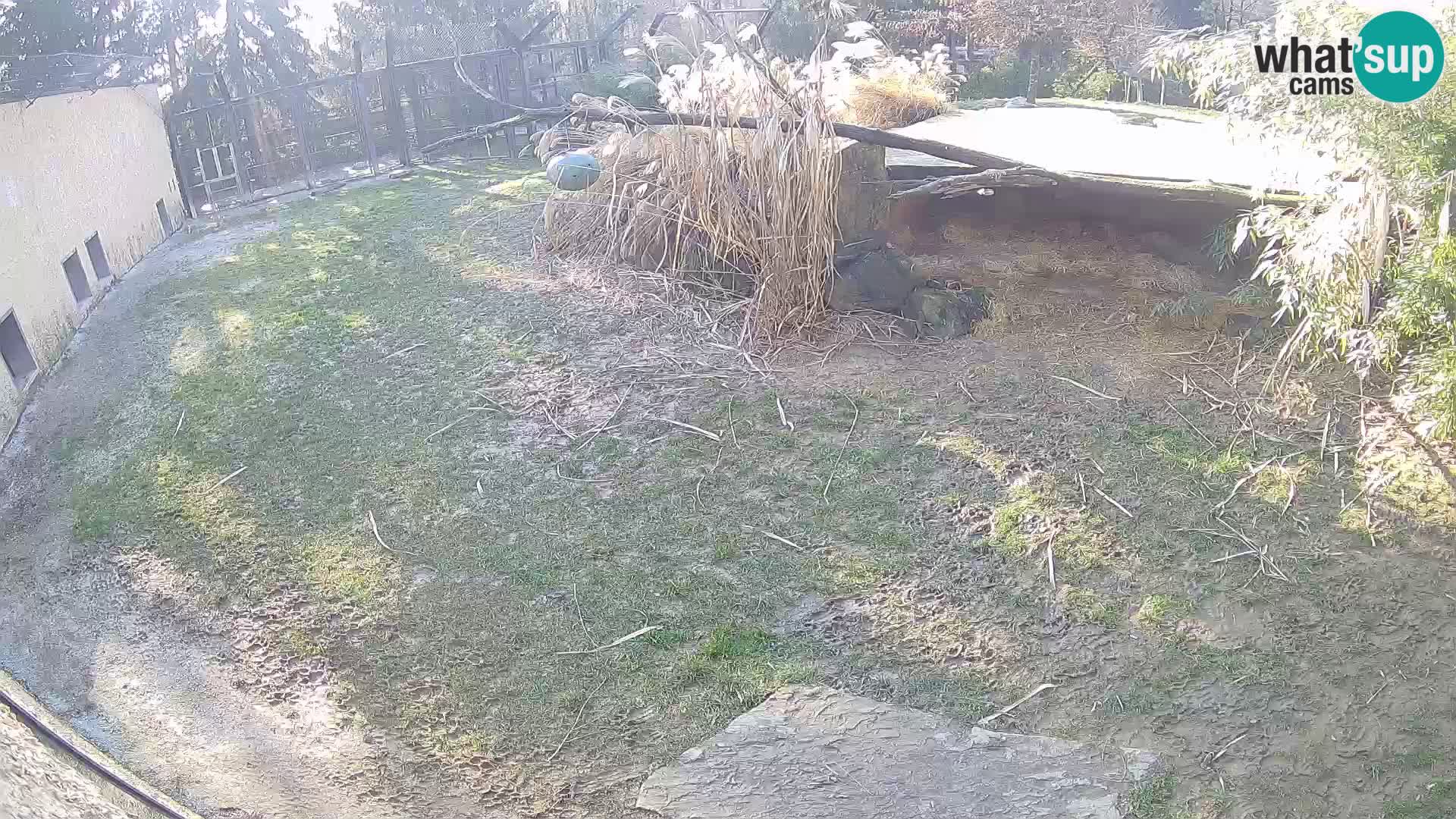 Löwe live Webcam im Zoo von Ljubljana – Slowenien