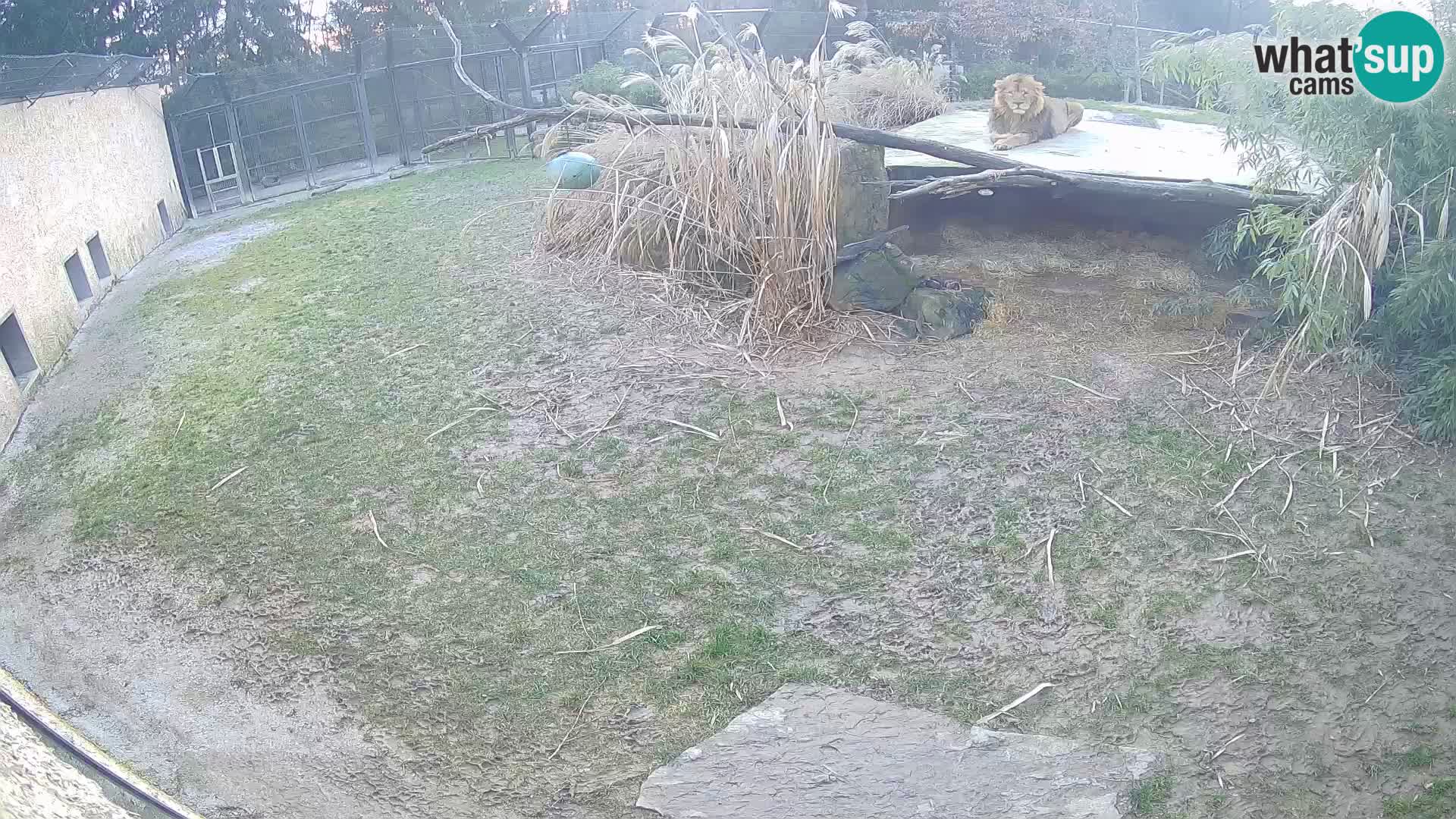 LEON Webcam en vivo en Ljubljana Zoo – Eslovenia