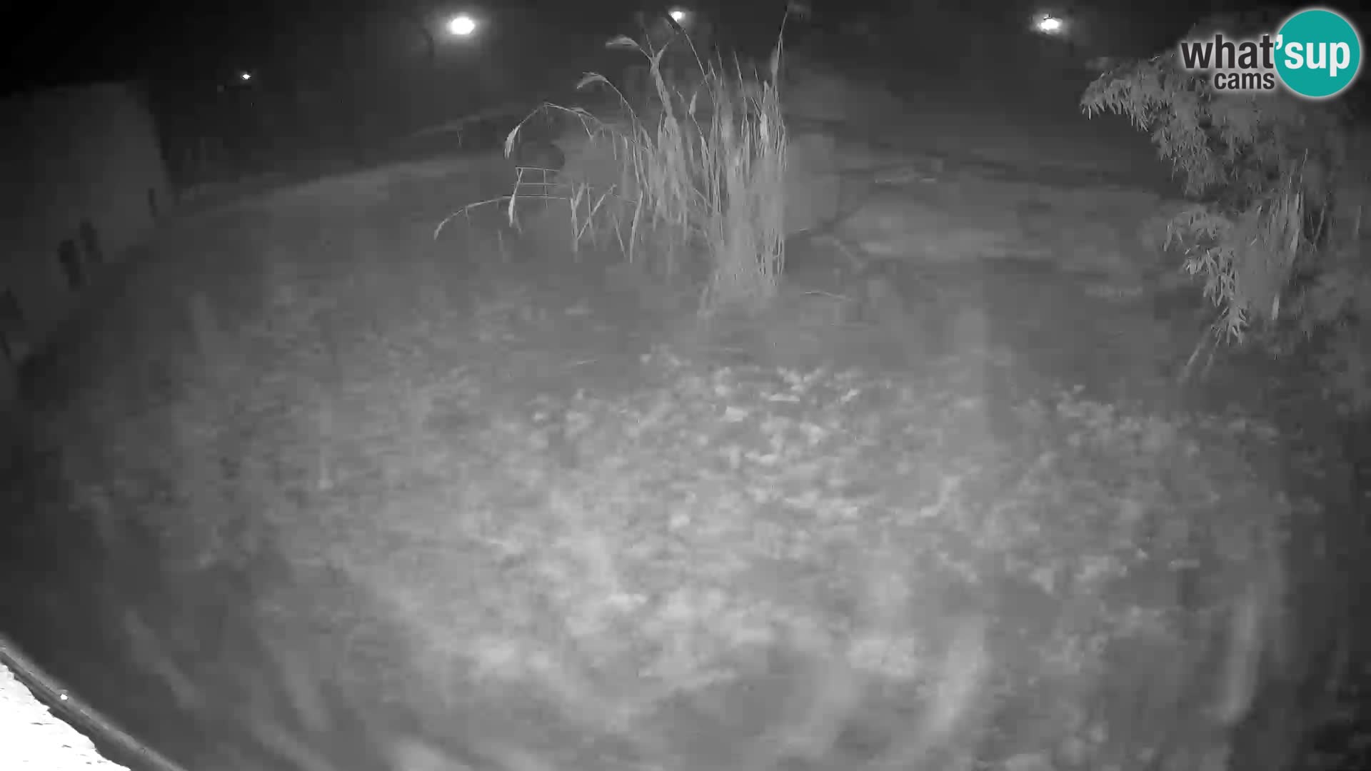 LION live Webcam in Ljubljana Zoo – Slovenia