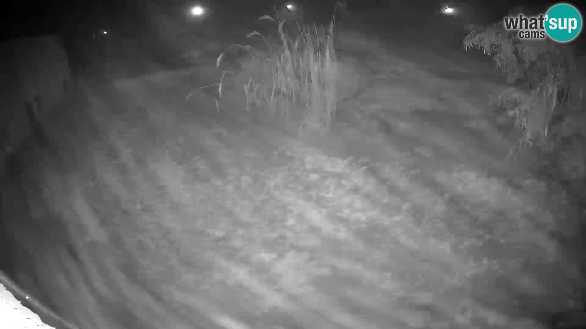 LION live Webcam in Ljubljana Zoo – Slovenia