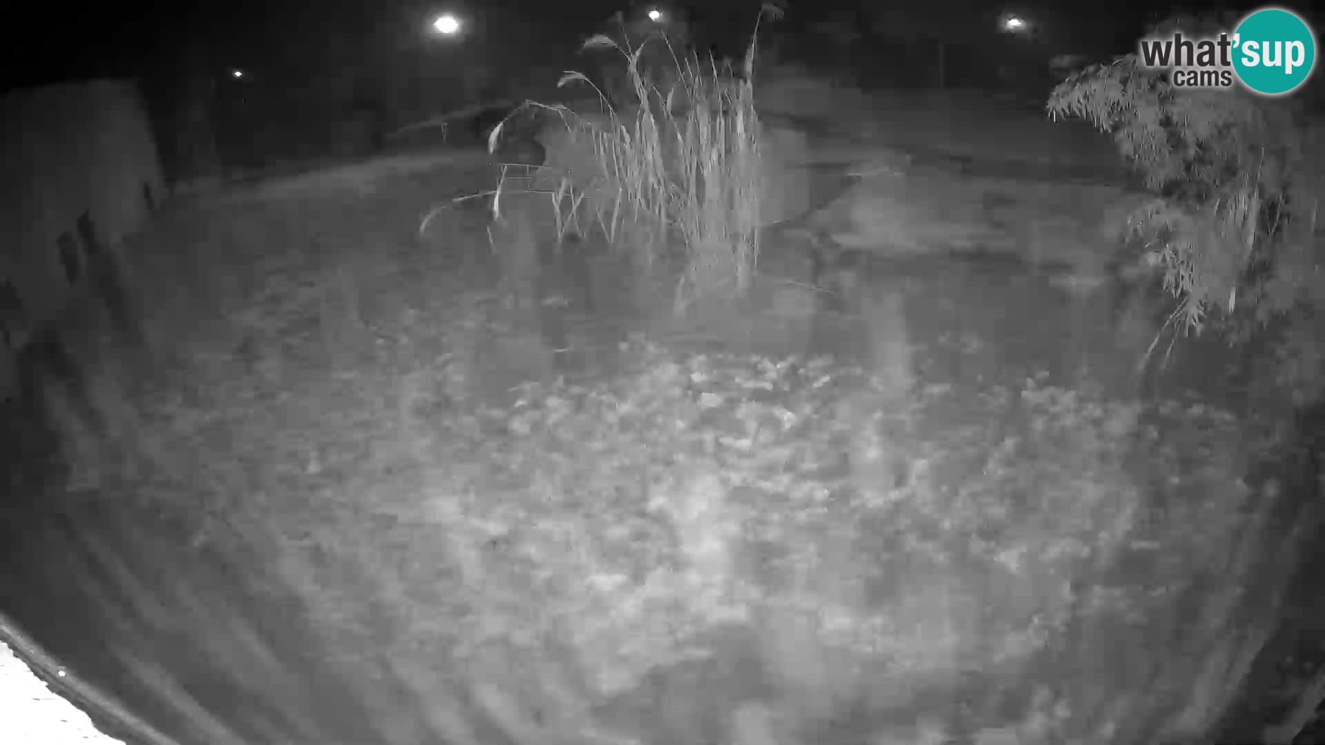 Löwe live Webcam im Zoo von Ljubljana – Slowenien