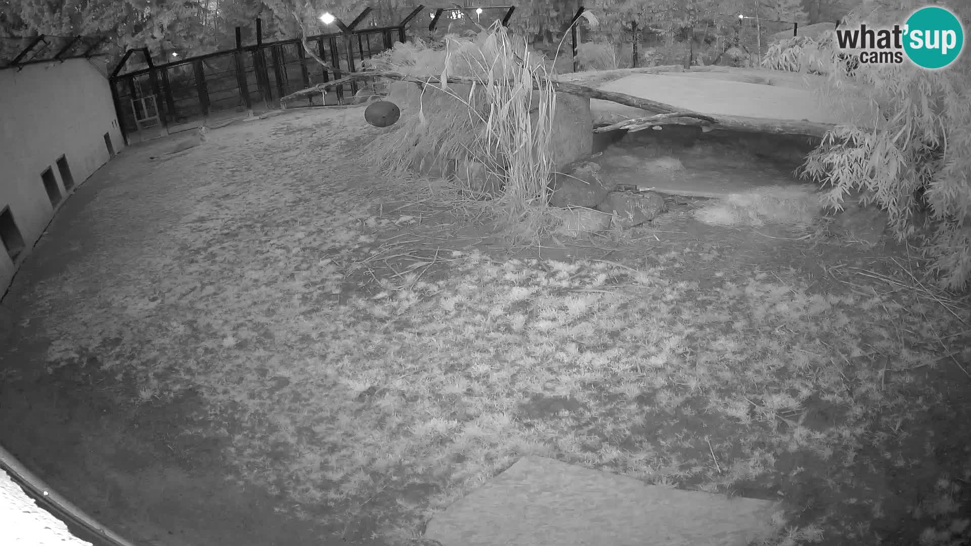 LEONE live Webcam nello zoo di Lubiana – Slovenia
