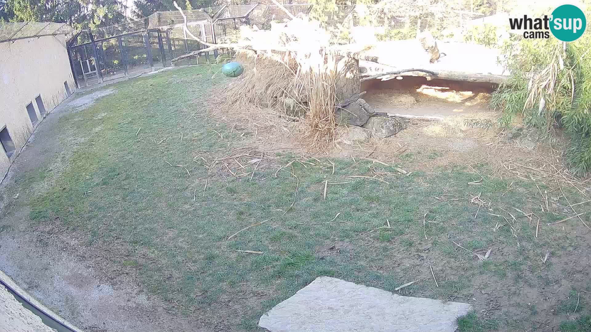 LEVI spletna kamera v živalskem vrtu Ljubljana Zoo