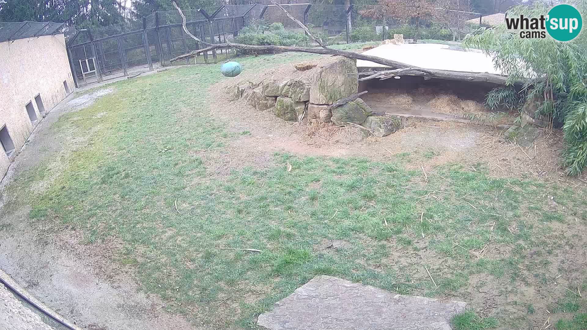LEONE live Webcam nello zoo di Lubiana – Slovenia