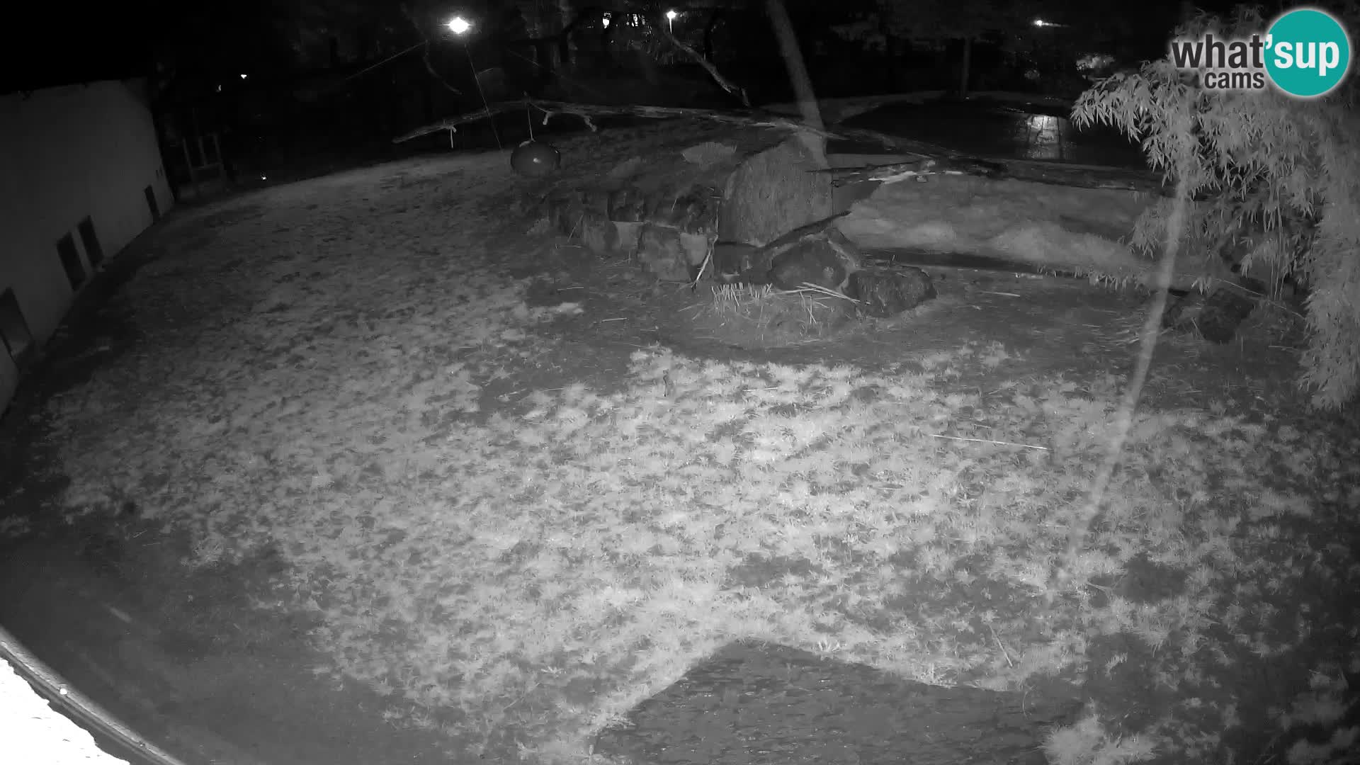 LEVI spletna kamera v živalskem vrtu Ljubljana Zoo