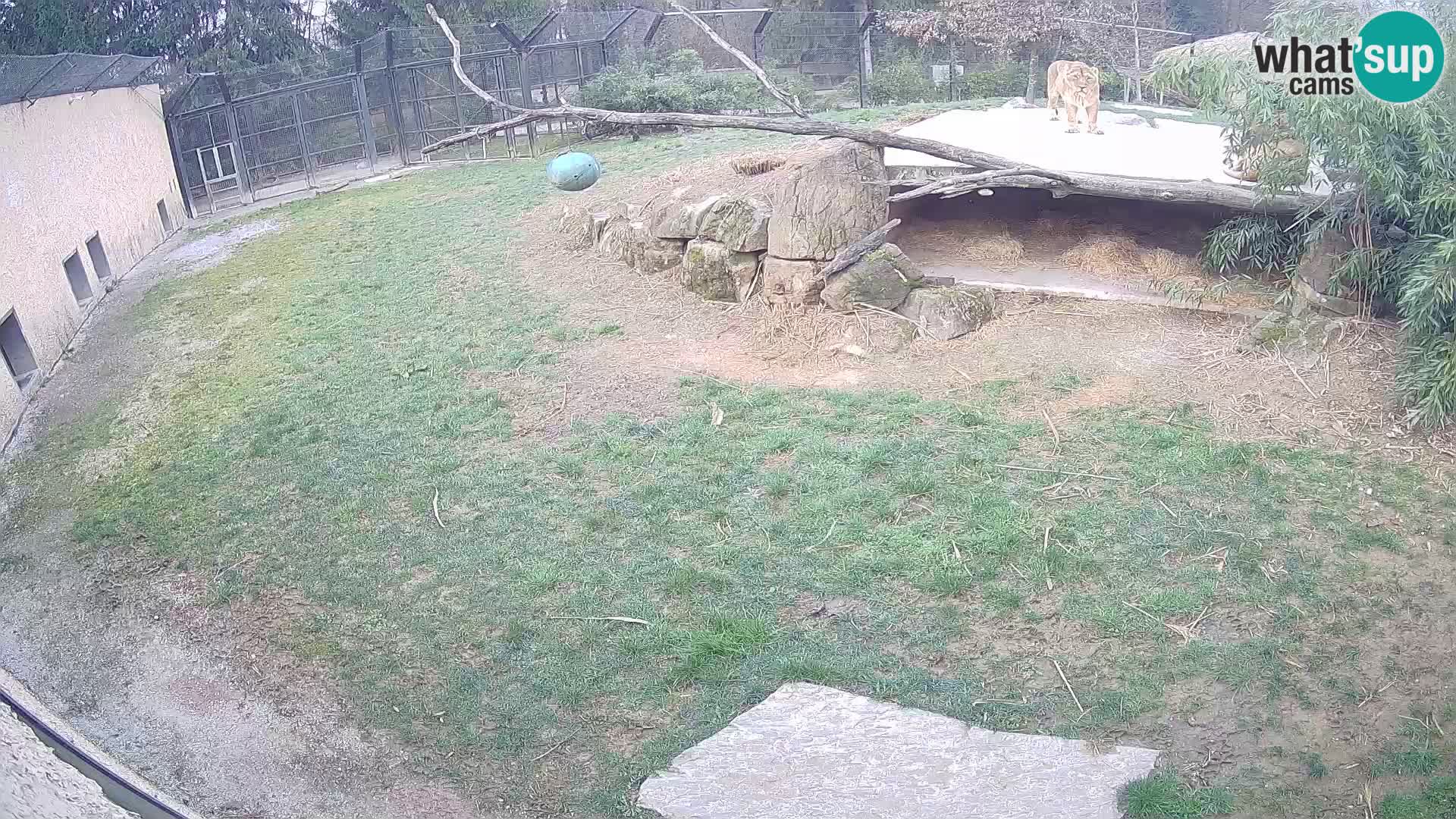 LION live Webcam in Ljubljana Zoo – Slovenia