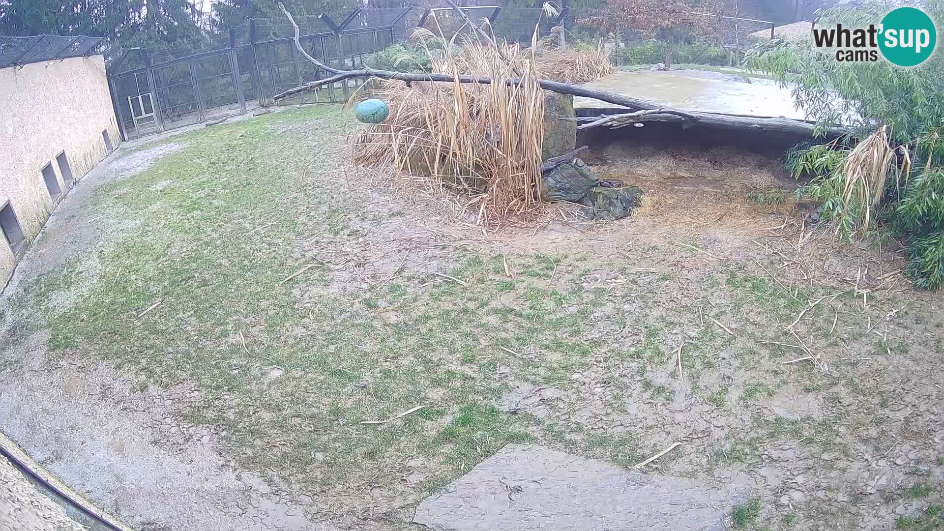 Lavovi web kamera uživo u ljubljanskom zoološkom vrtu – Slovenija