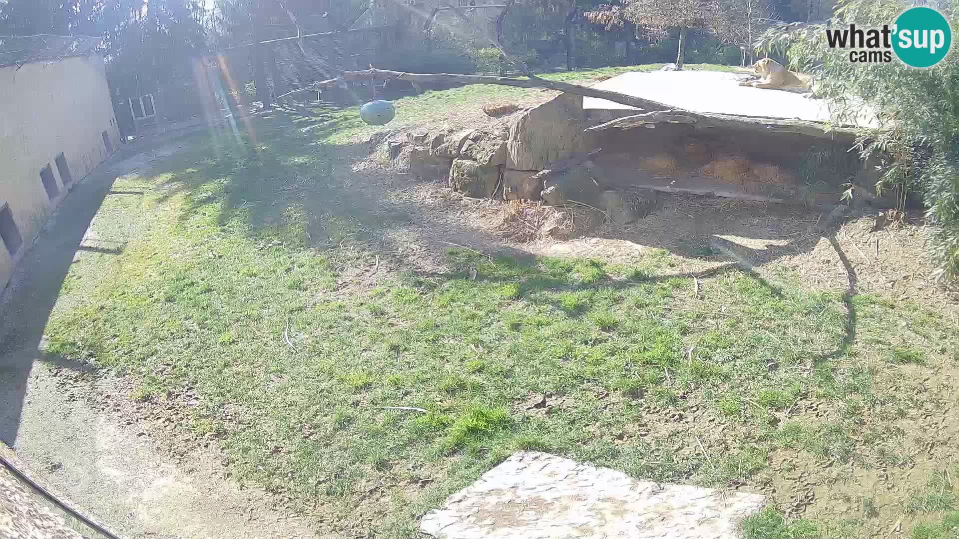 Löwe live Webcam im Zoo von Ljubljana – Slowenien