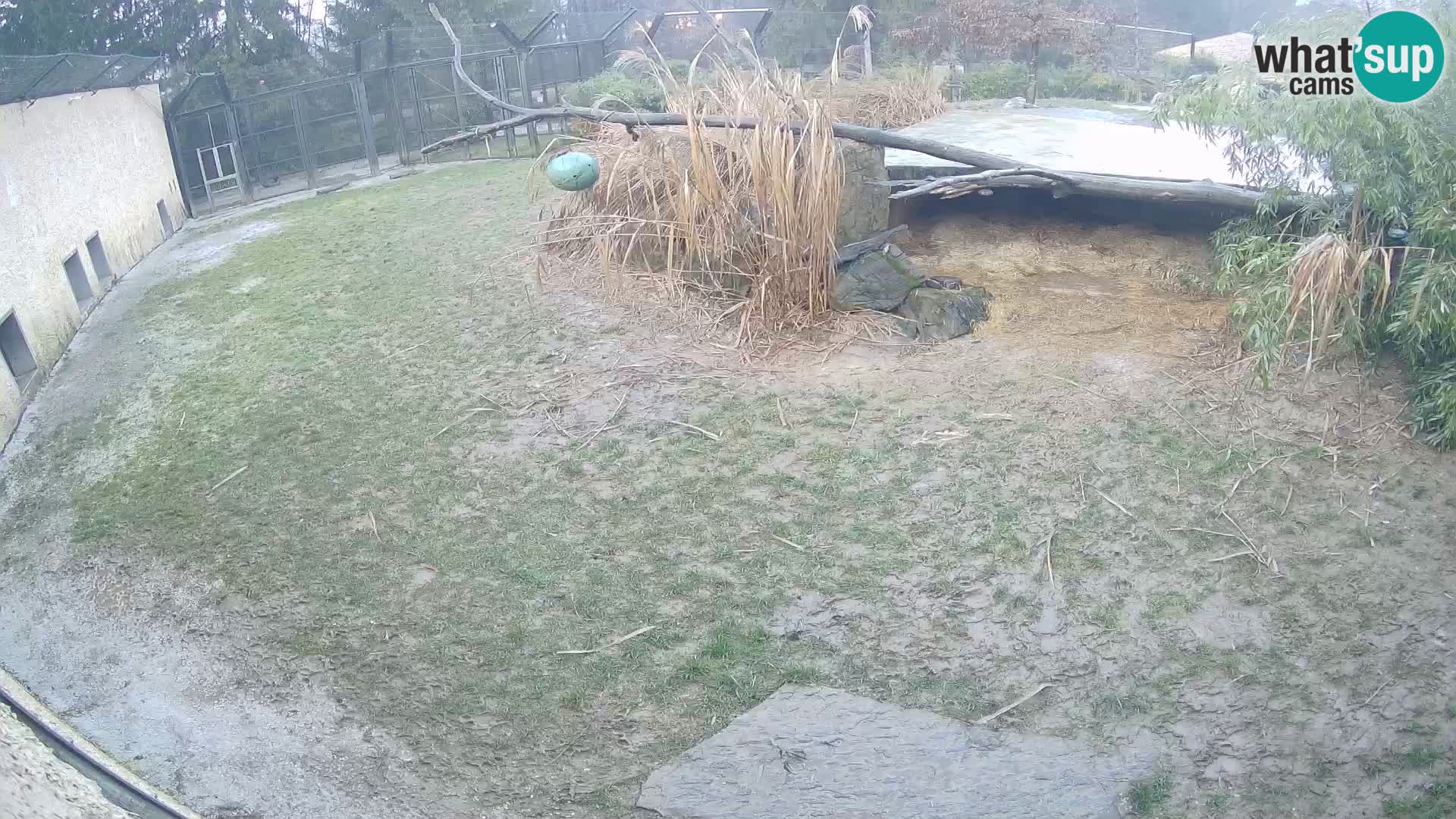 LION live Webcam in Ljubljana Zoo – Slovenia