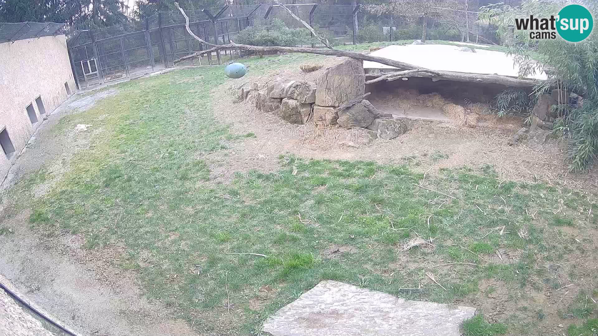 LION live Webcam in Ljubljana Zoo – Slovenia